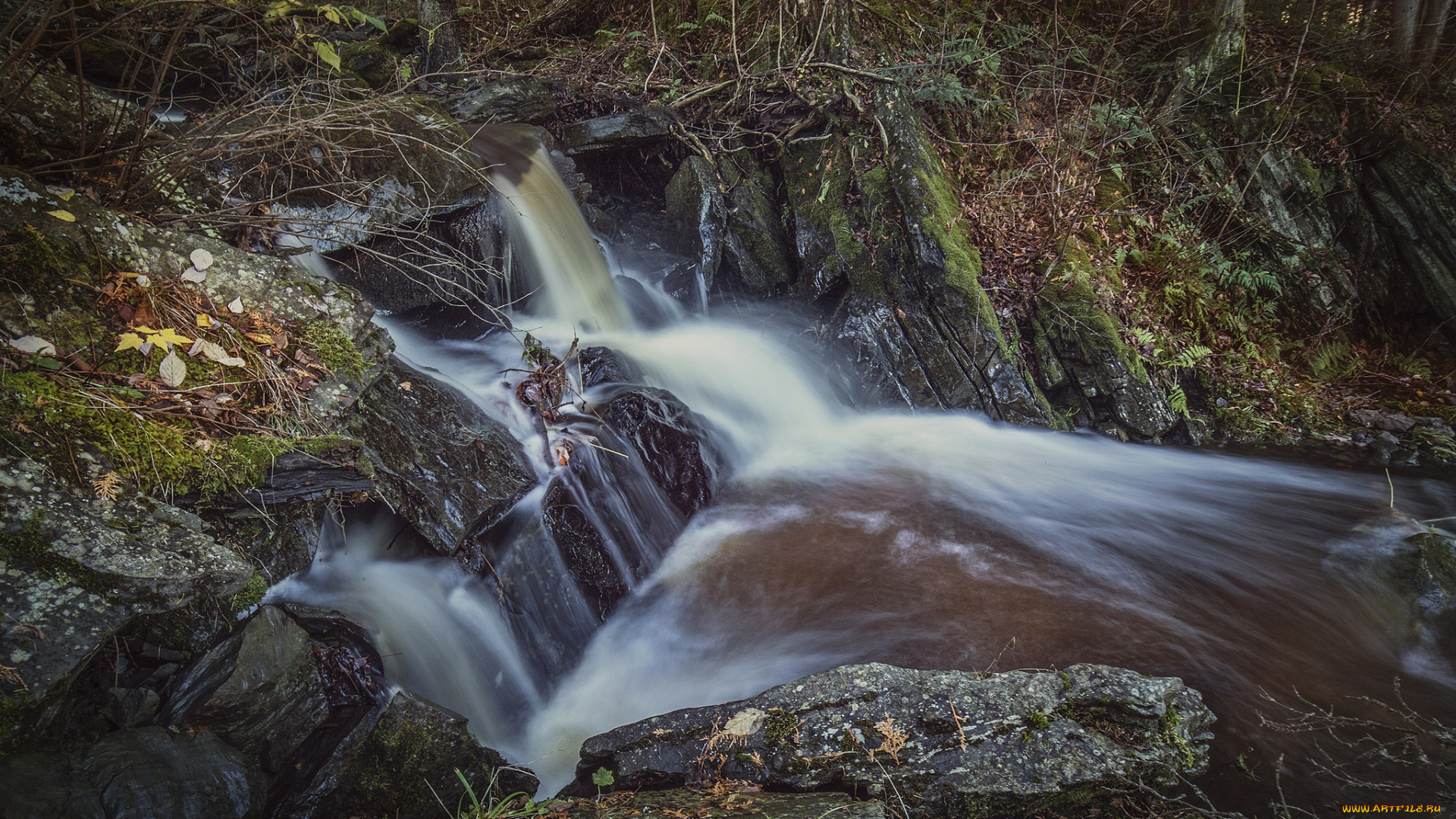 природа, реки, озера, река, лес
