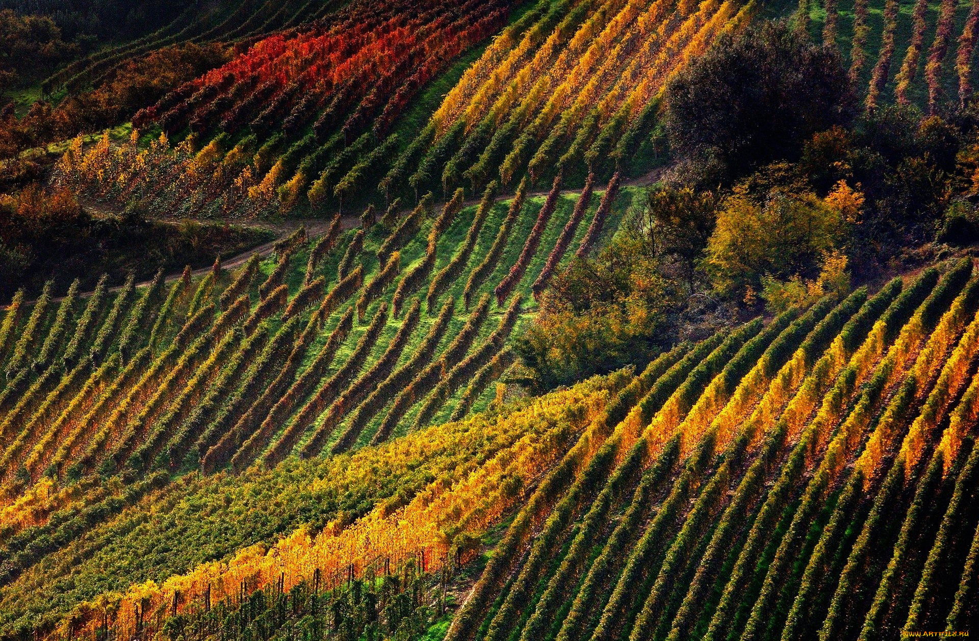 природа, поля, виноградники