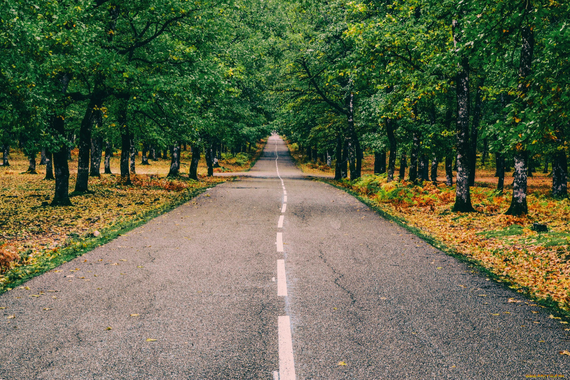 природа, дороги, шоссе