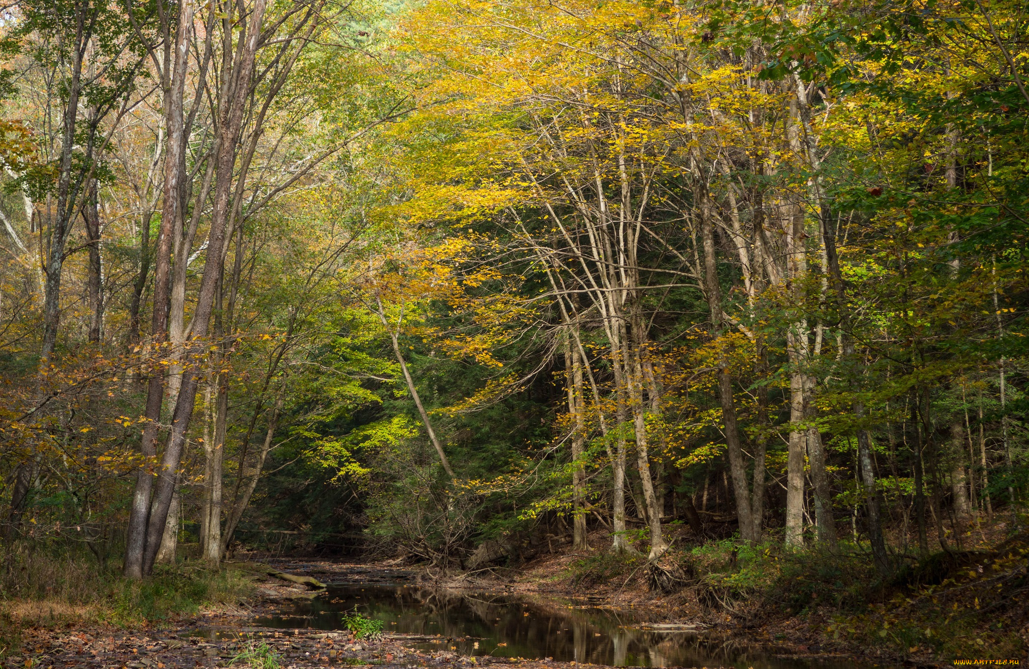 природа, лес, простор