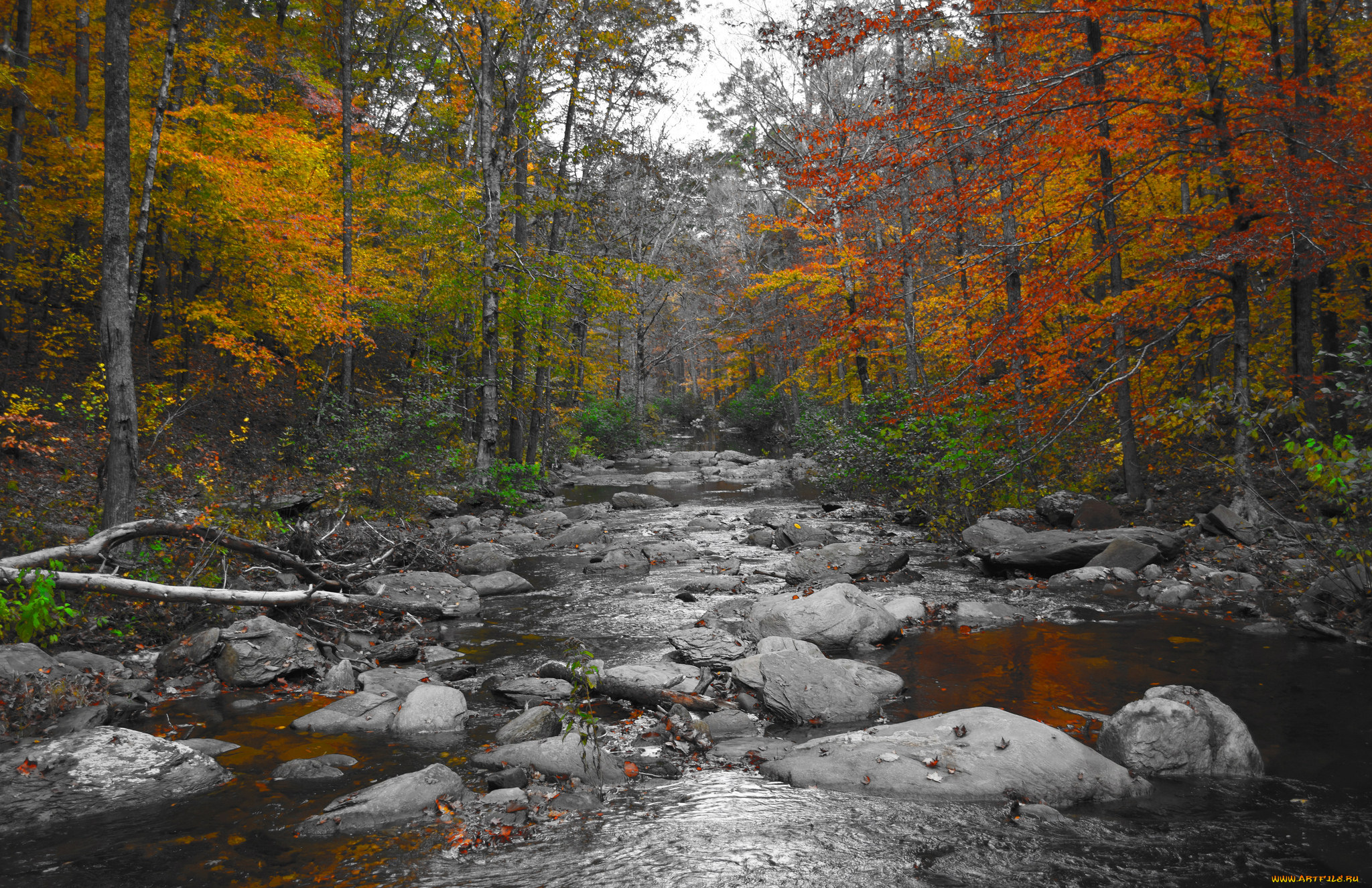 природа, реки, озера, река, лес