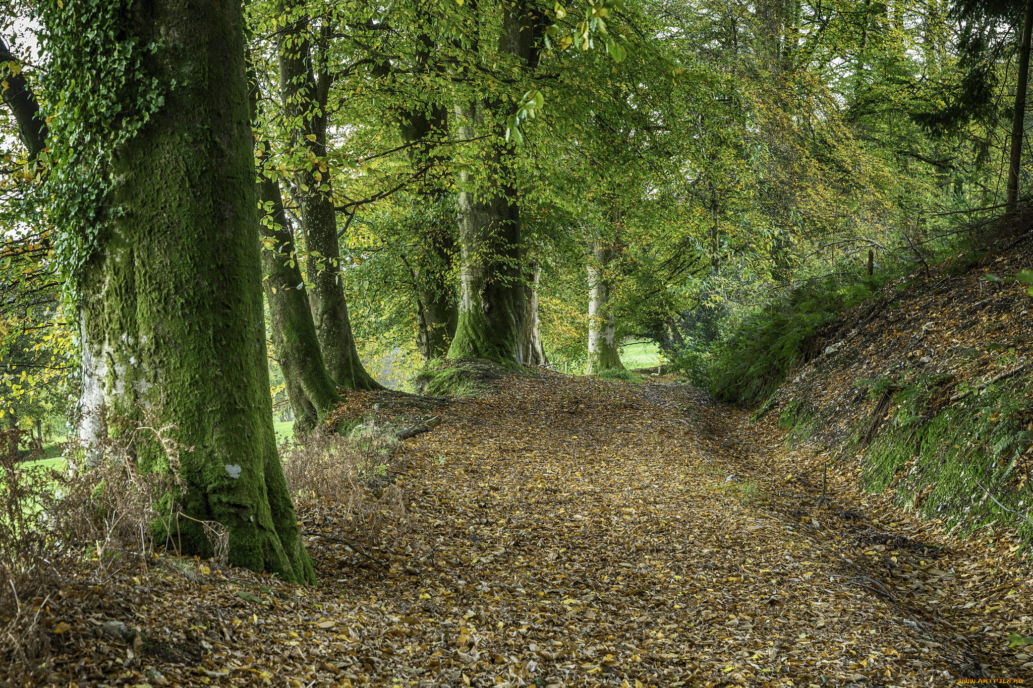 природа, дороги, простор