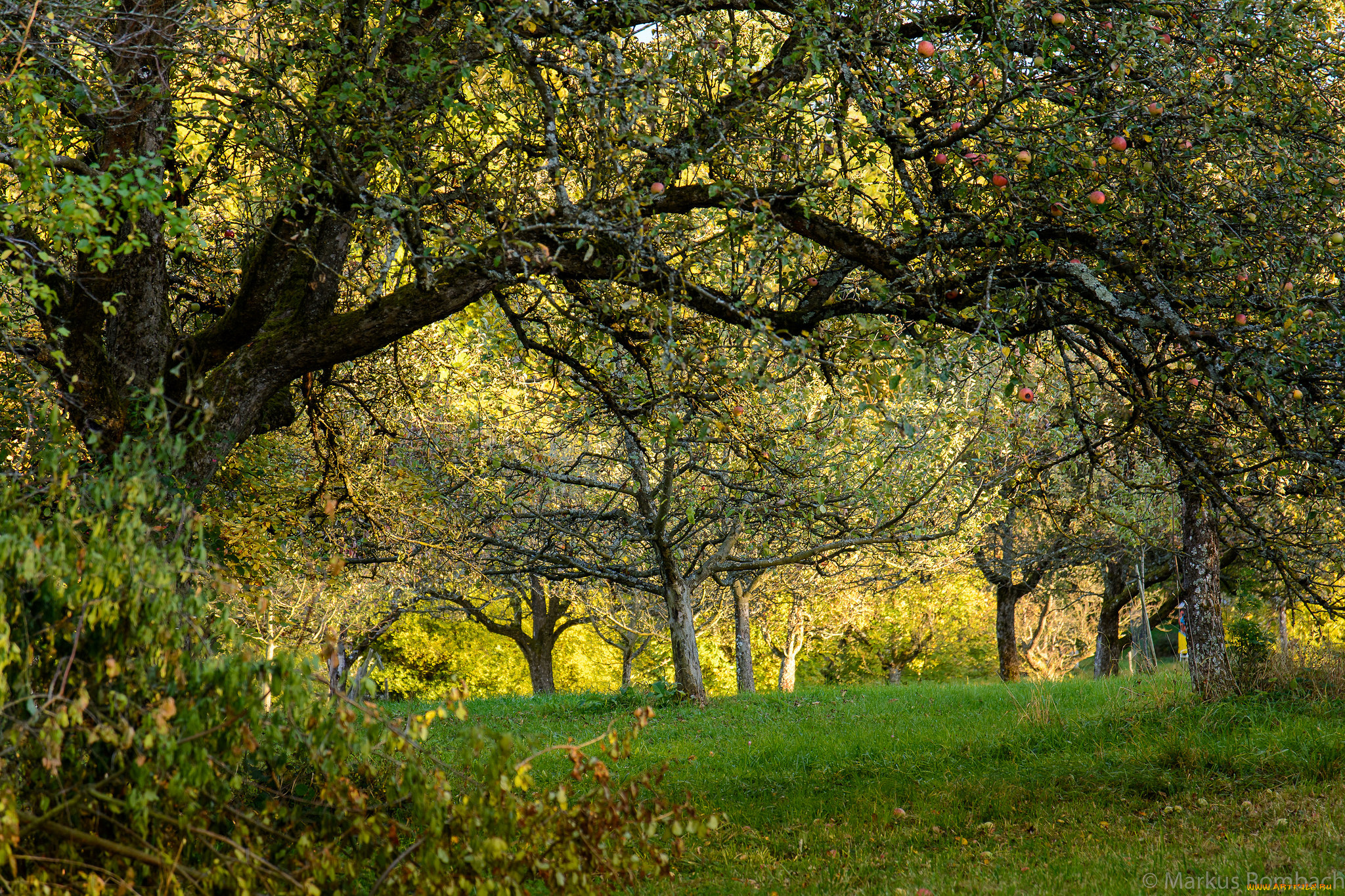 природа, лес, простор