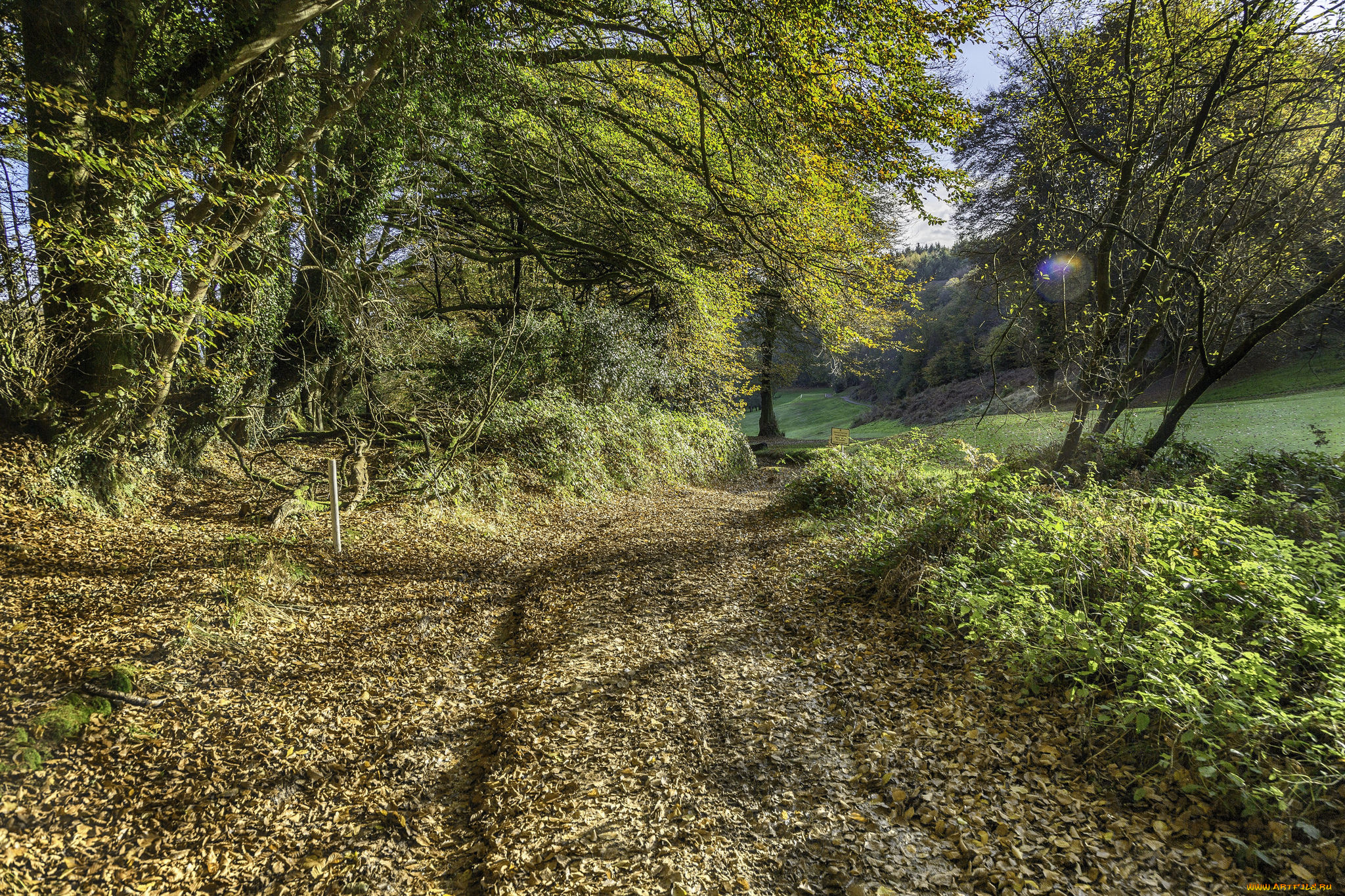 природа, лес, простор