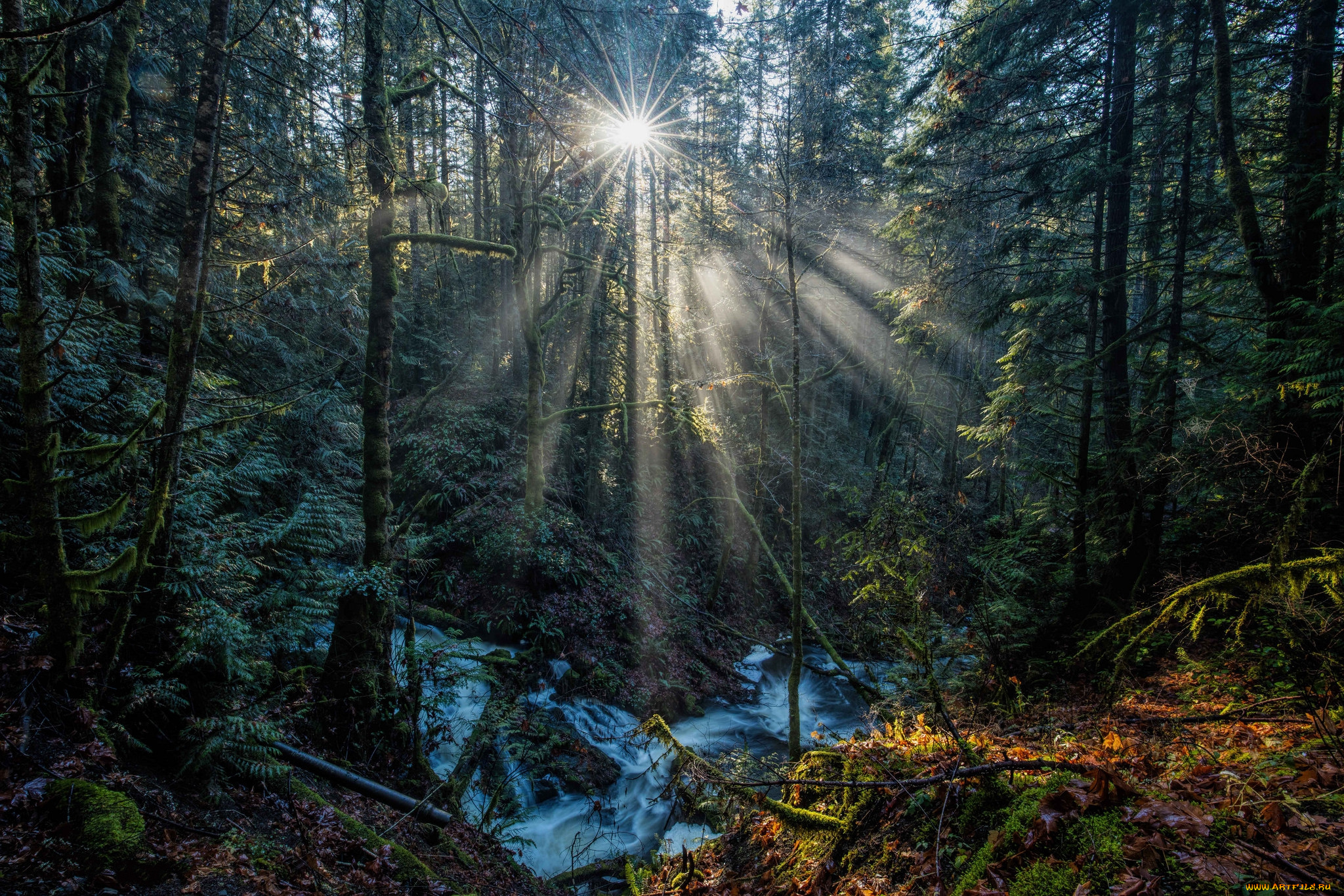 природа, лес, простор