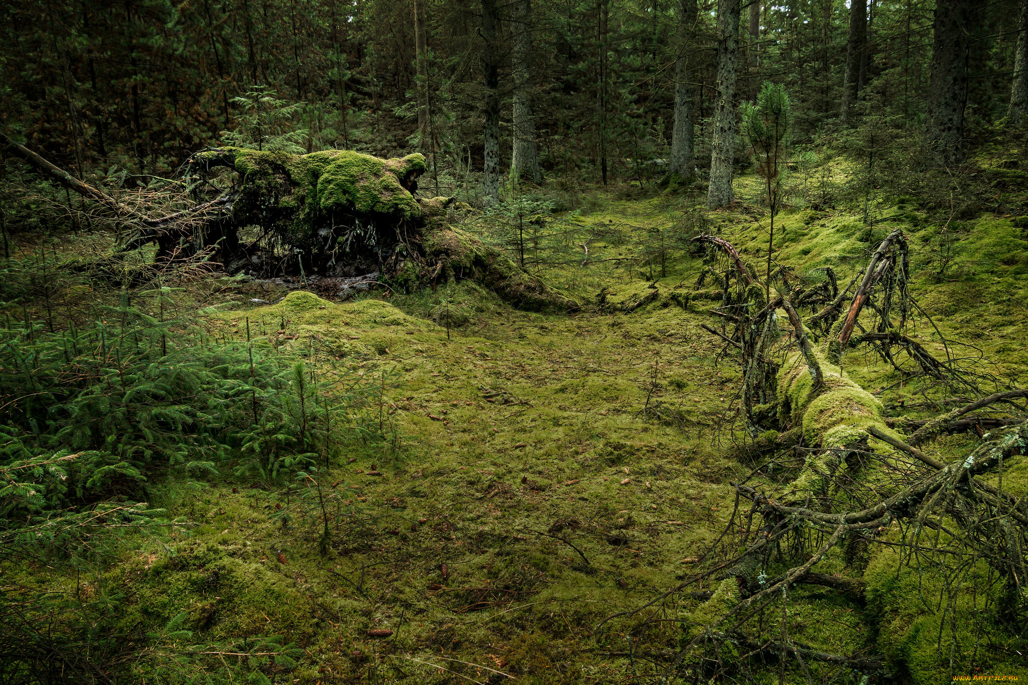 природа, лес, река