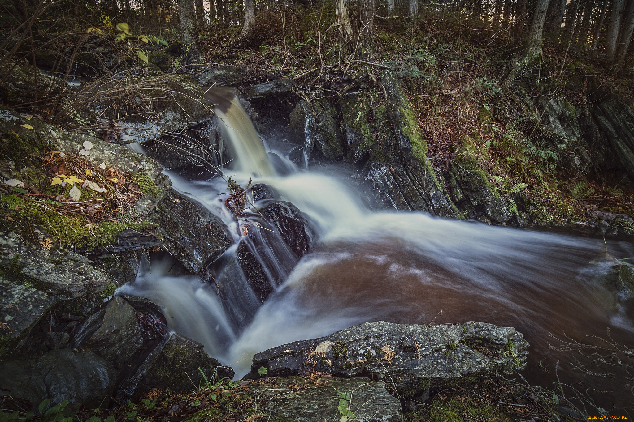 природа, реки, озера, река, лес