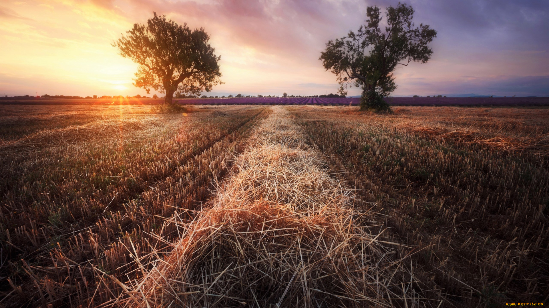 природа, поля, закат, солнце, деревья, солома, поле