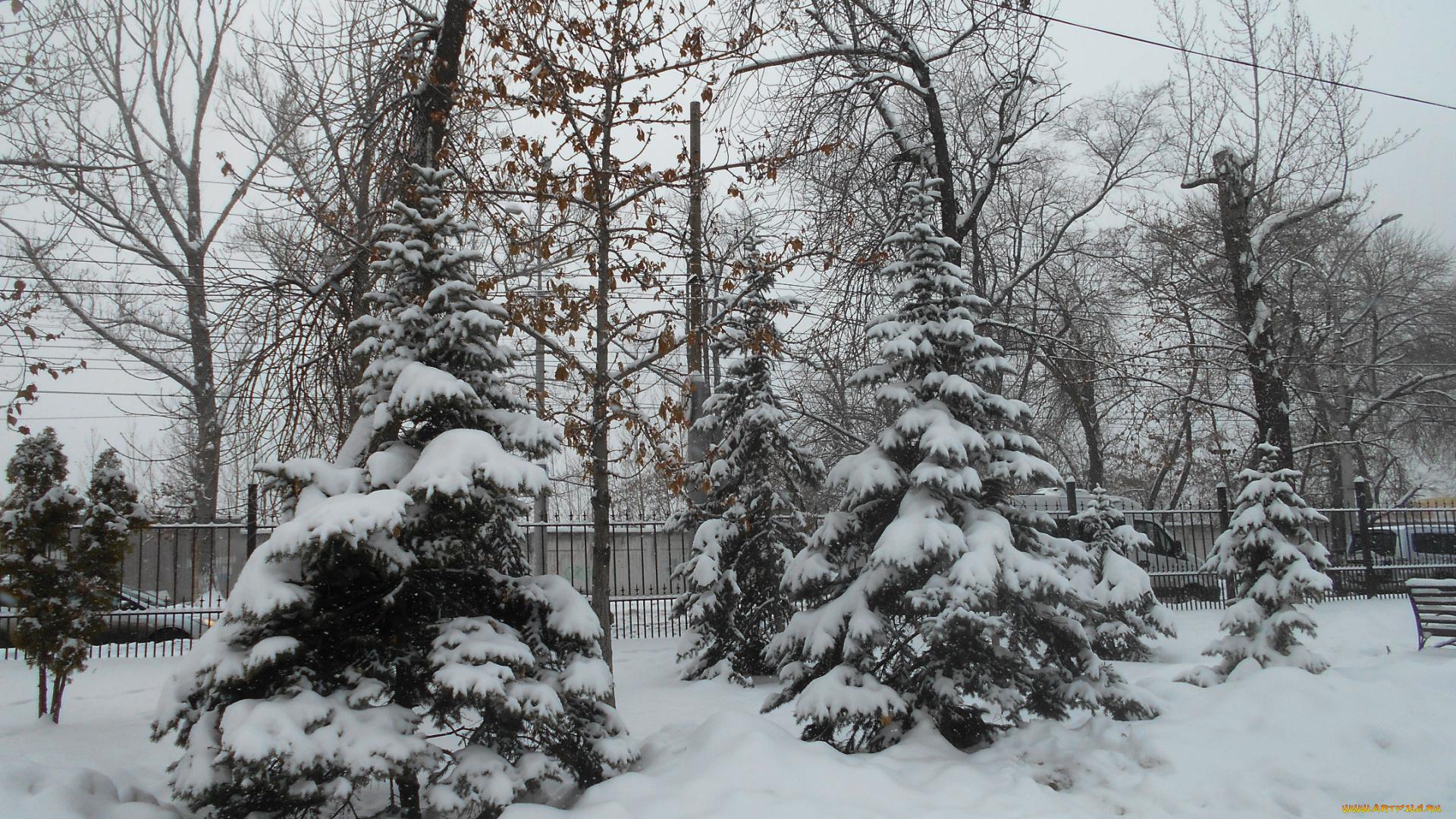 природа, зима, лес, деревья