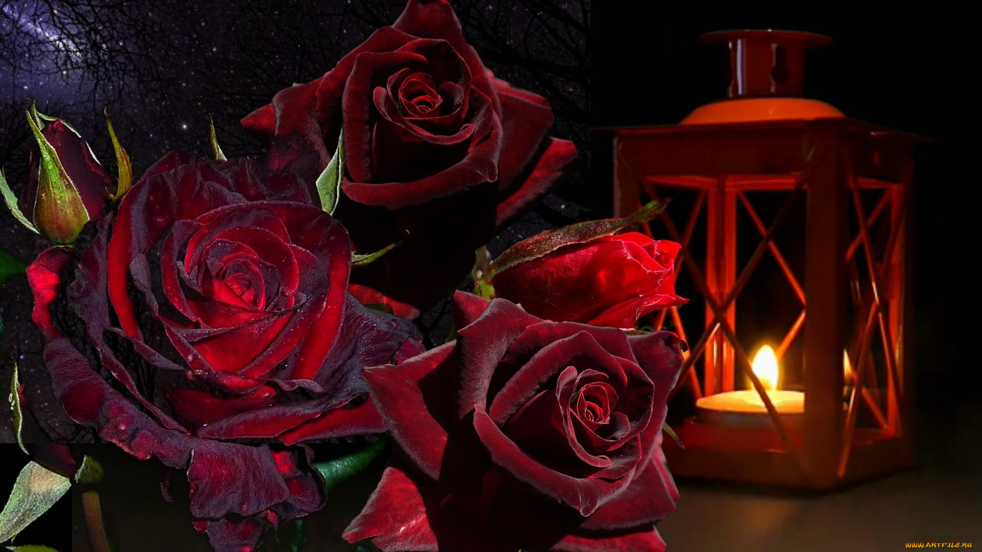 цветы, розы, бордо, свеча