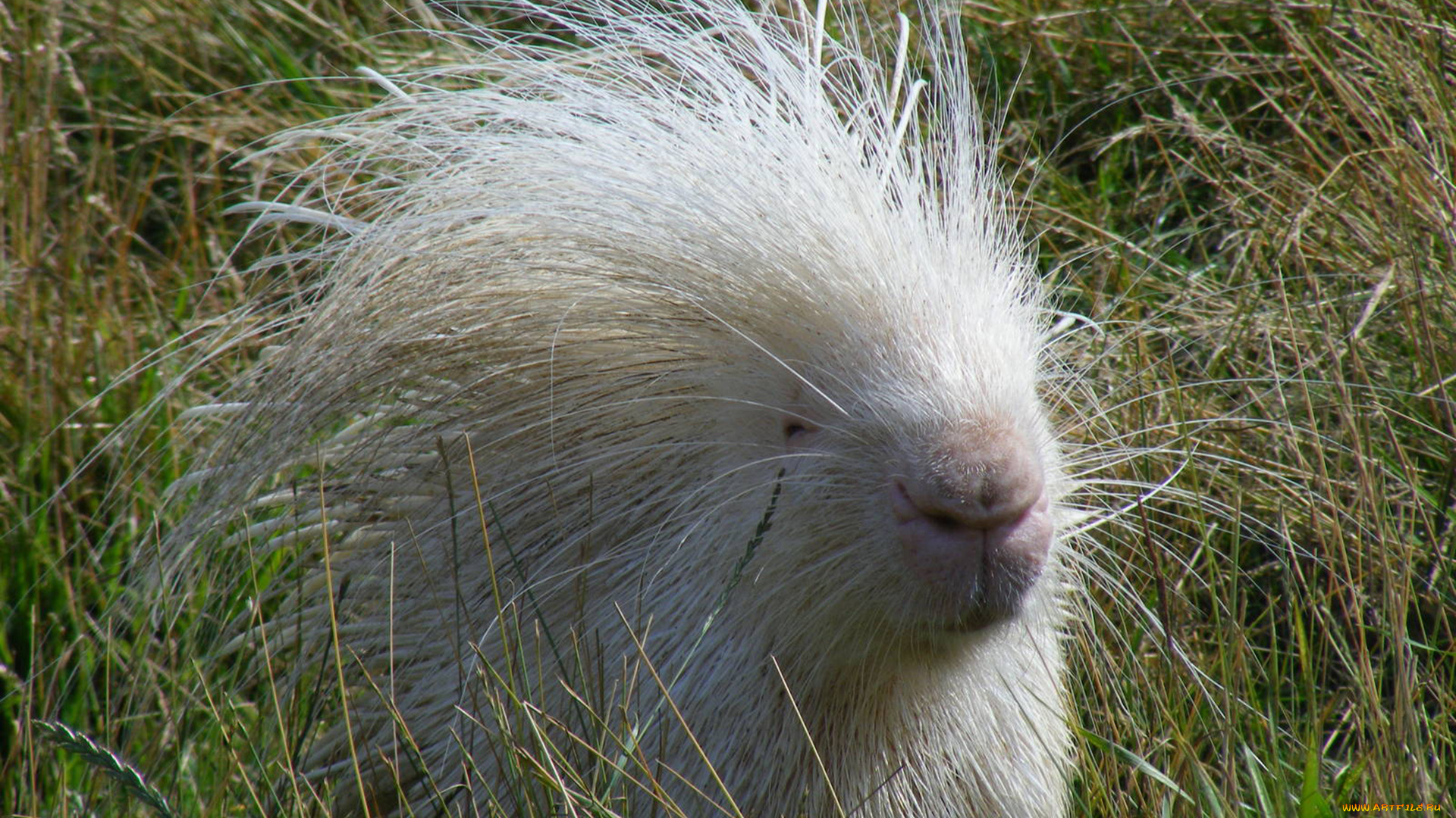 дикобраз, альбинос, животные, дикобразы, альбинос, дикобраз, колючий, дикобразовые, иглы, животное