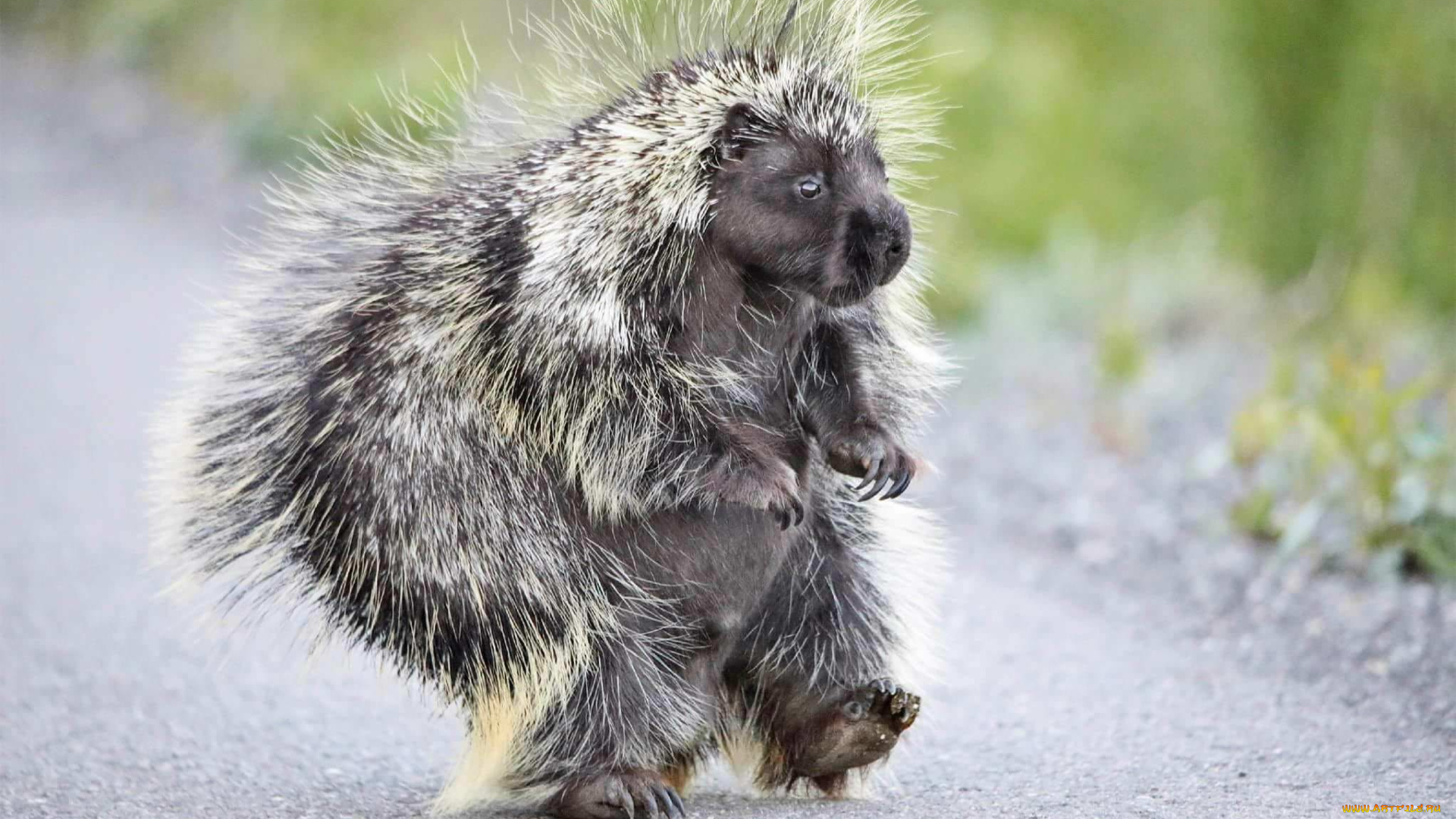 древесный, дикобраз, животные, дикобразы, дикобразовые, колючий, иглы, животное, древесный, дикобраз