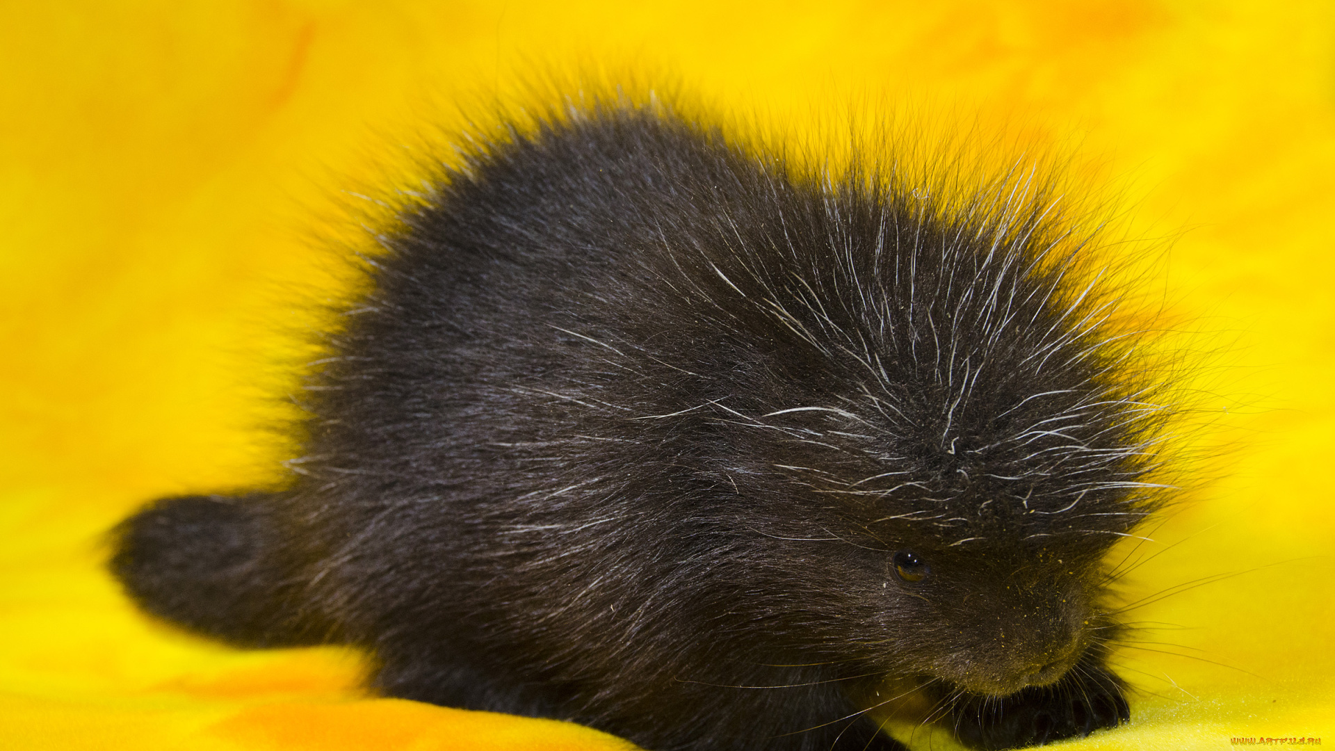 древесный, дикобраз, животные, дикобразы, дикобраз, древесный, животное, иглы, колючий, дикобразовые