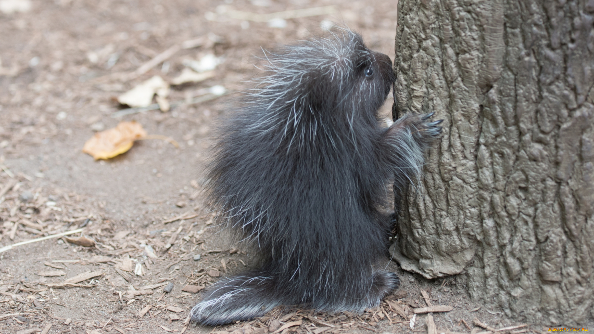 древесный, дикобраз, животные, дикобразы, колючий, дикобразовые, животное, иглы, древесный, дикобраз