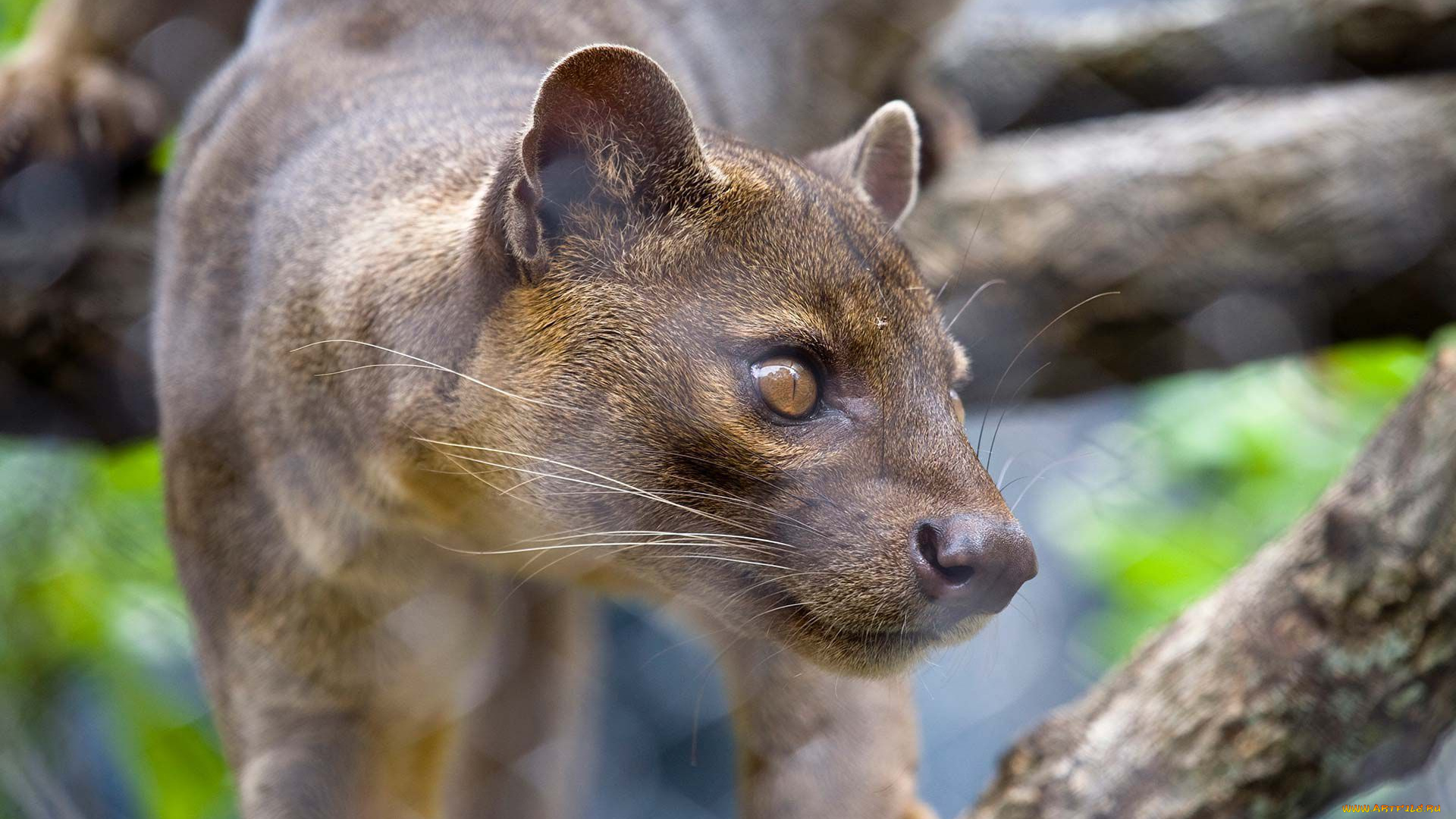 fossa, животные, фоссы, мадагаскар, виверровые, хищник, животное, фосса, млекопитающее, красная, книга