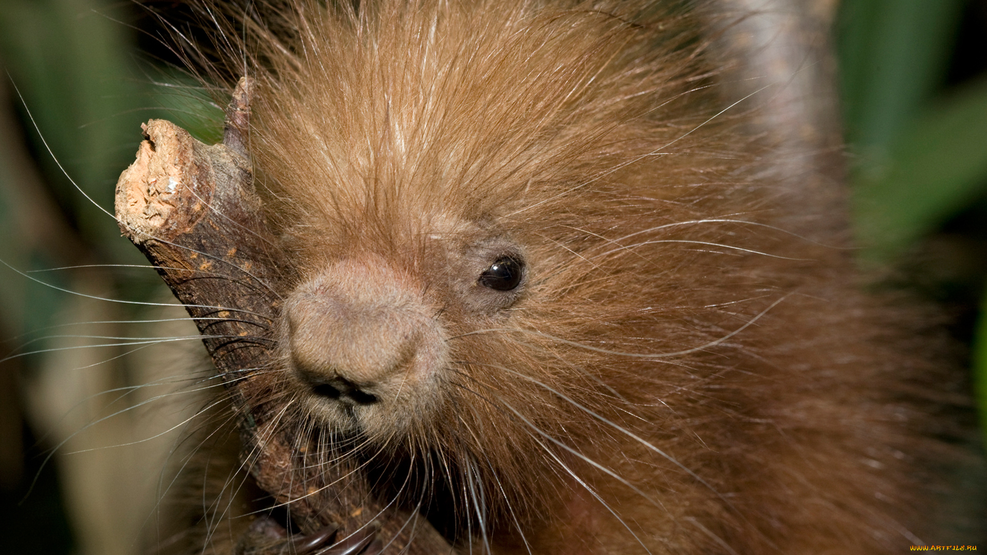 поркупин, животные, дикобразы, дикобразовые, колючий, иглы, животное, дикобраз