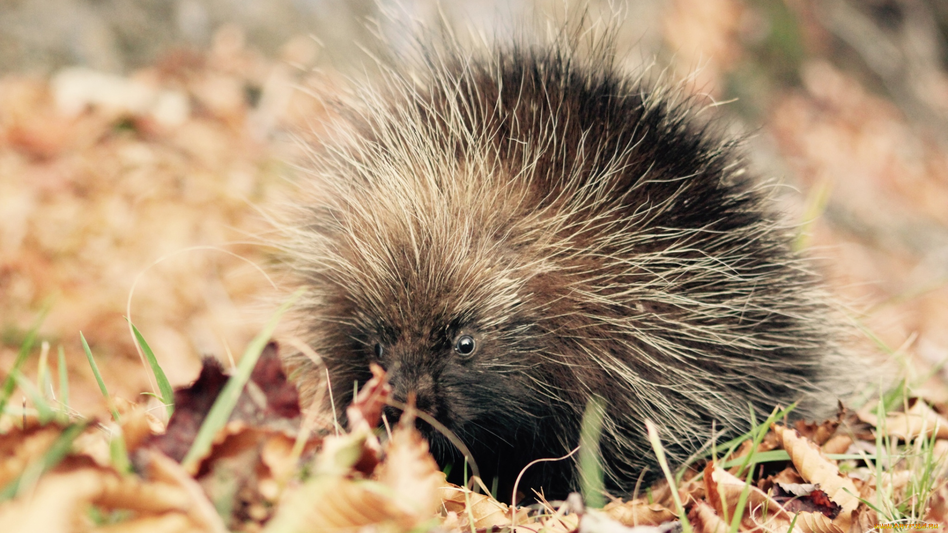 поркупин, животные, дикобразы, дикобразовые, колючий, иглы, животное, дикобраз