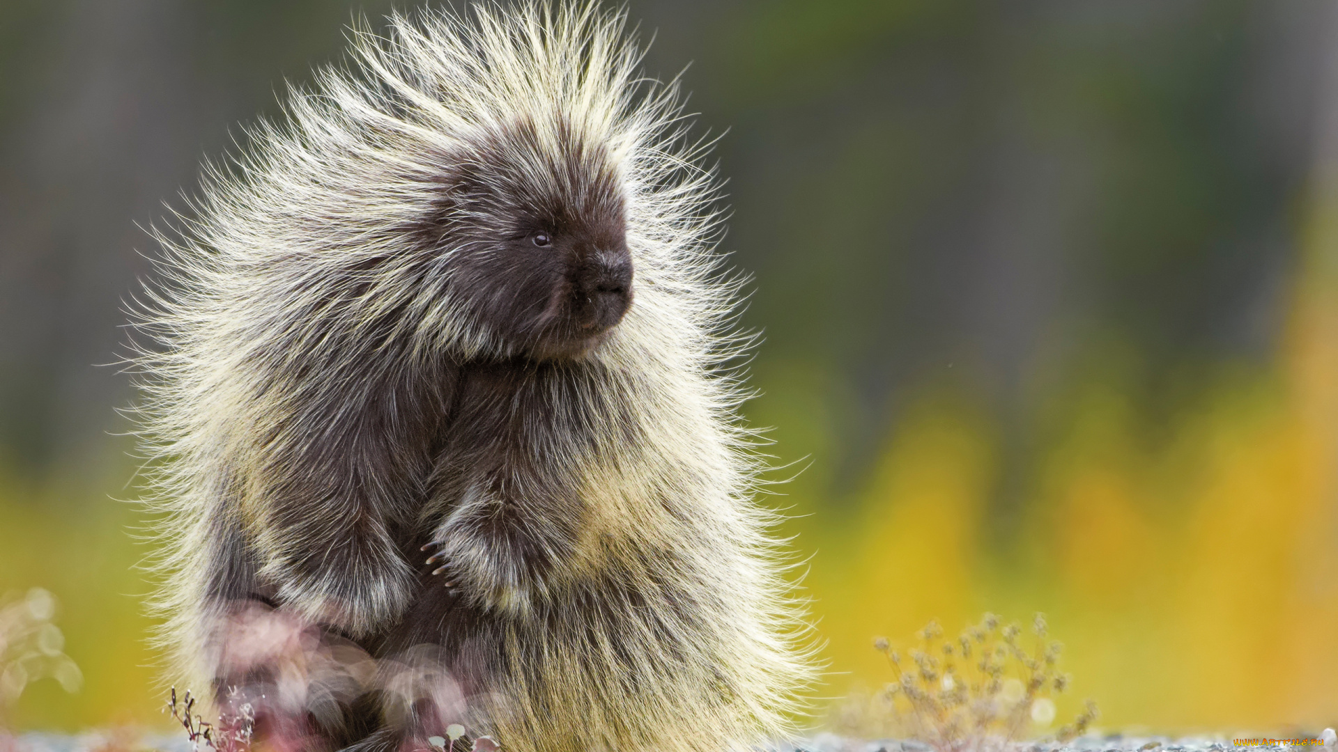 поркупин, животные, дикобразы, иглы, дикобразовые, колючий, животное, дикобраз