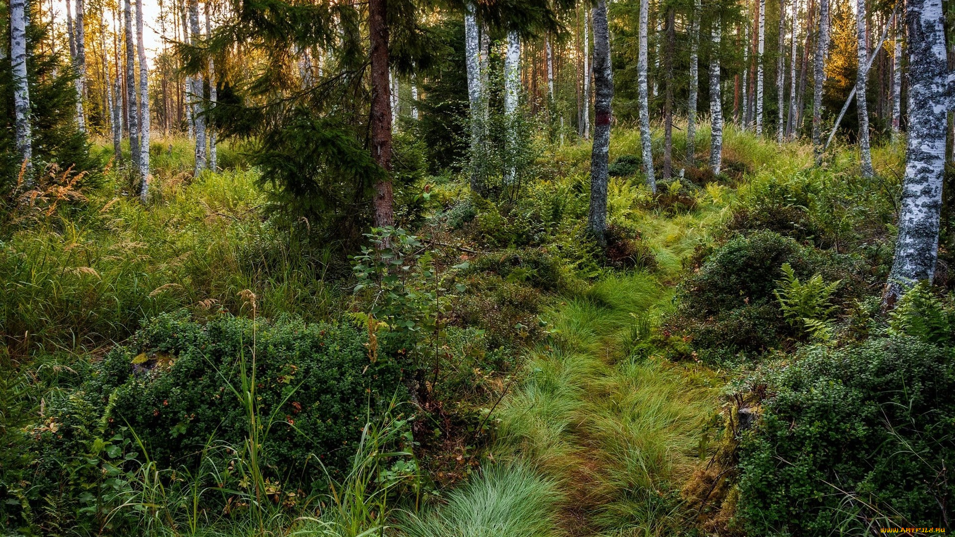 природа, лес, простор