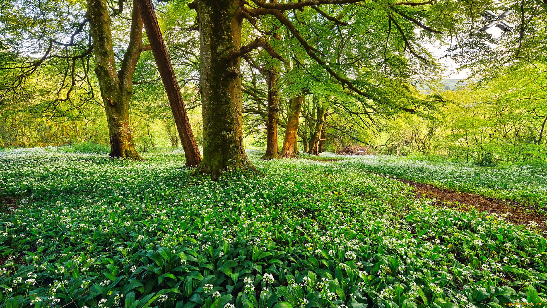 природа, лес, простор