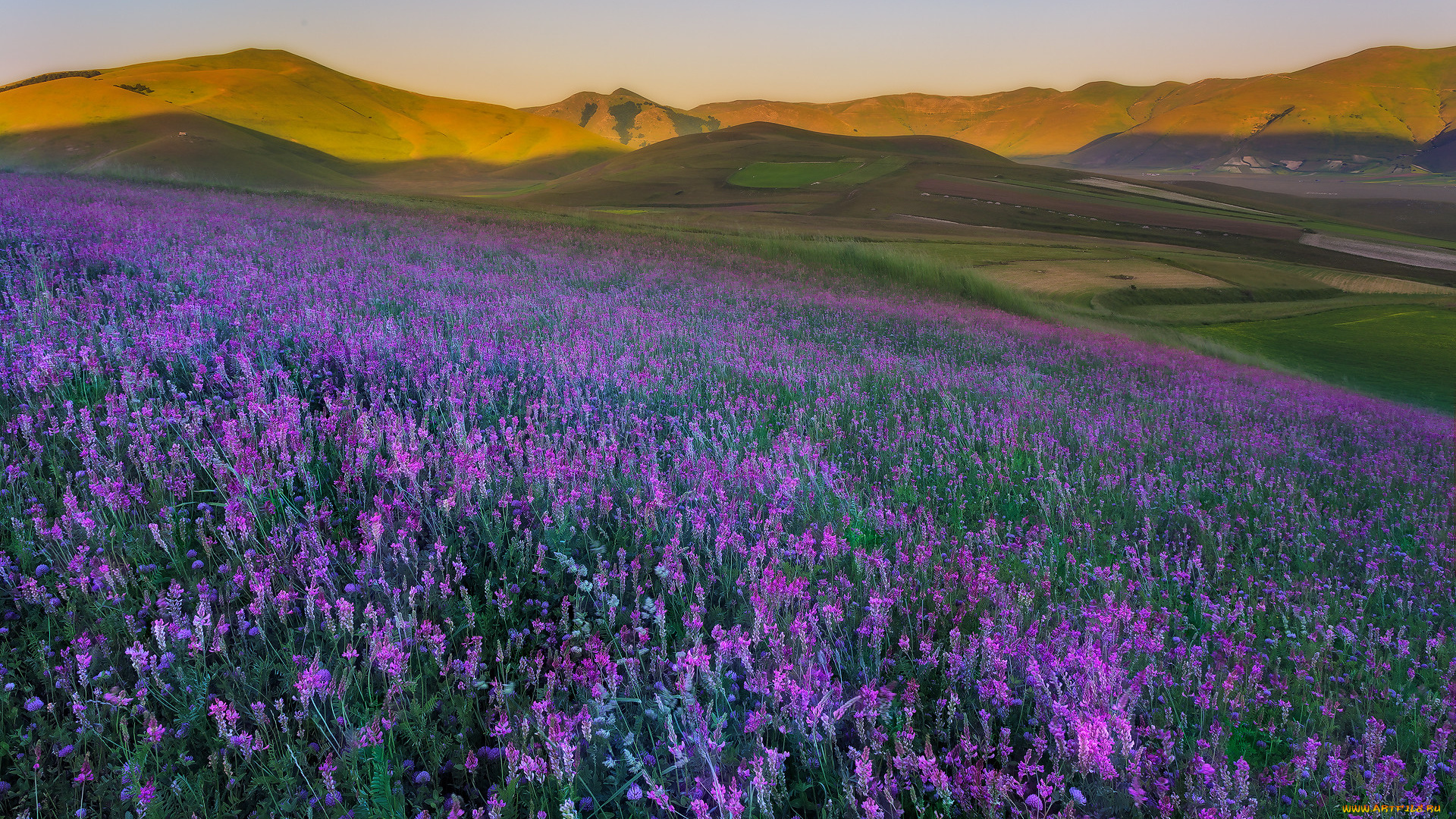 природа, луга, простор