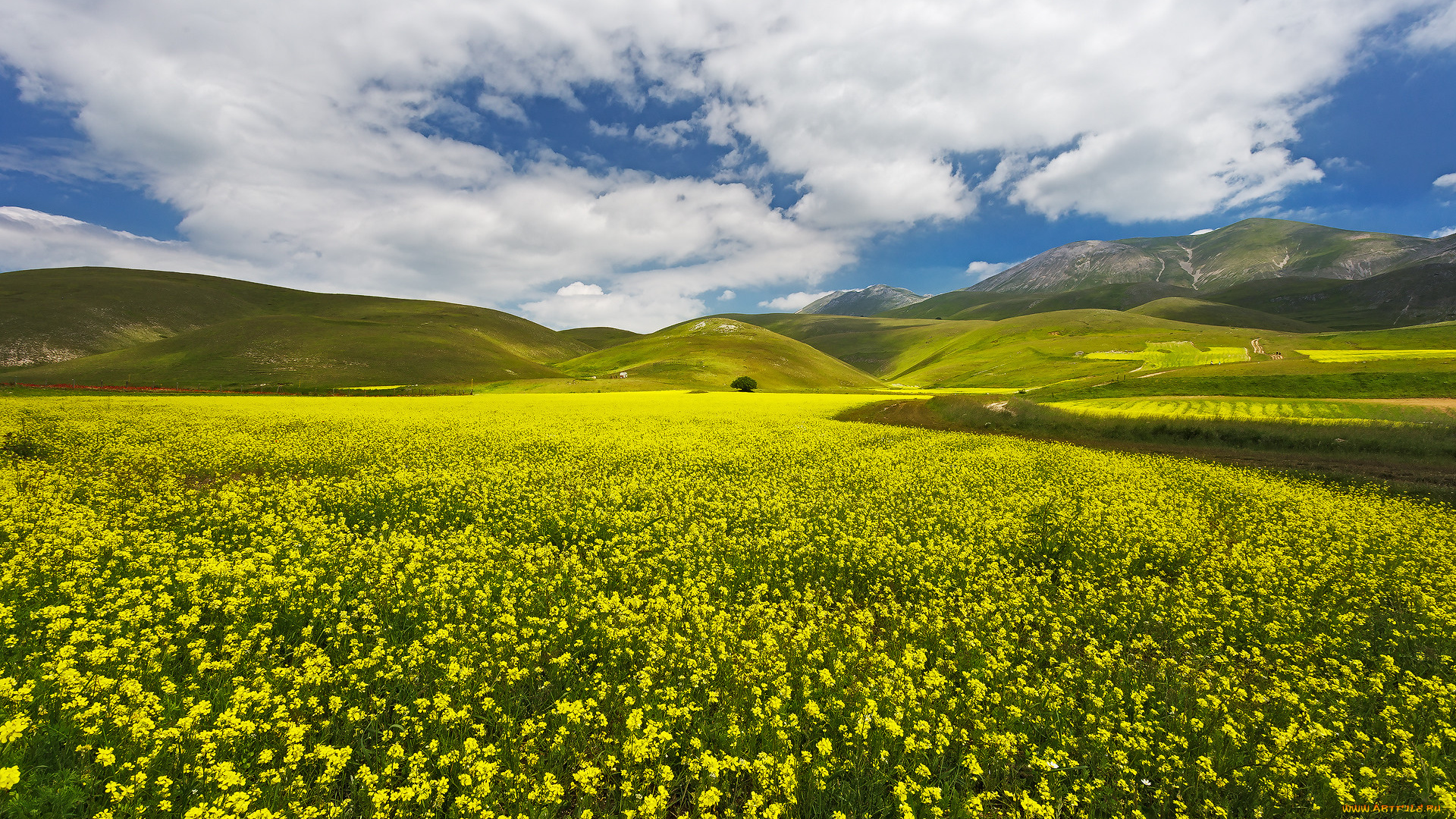 природа, луга, простор