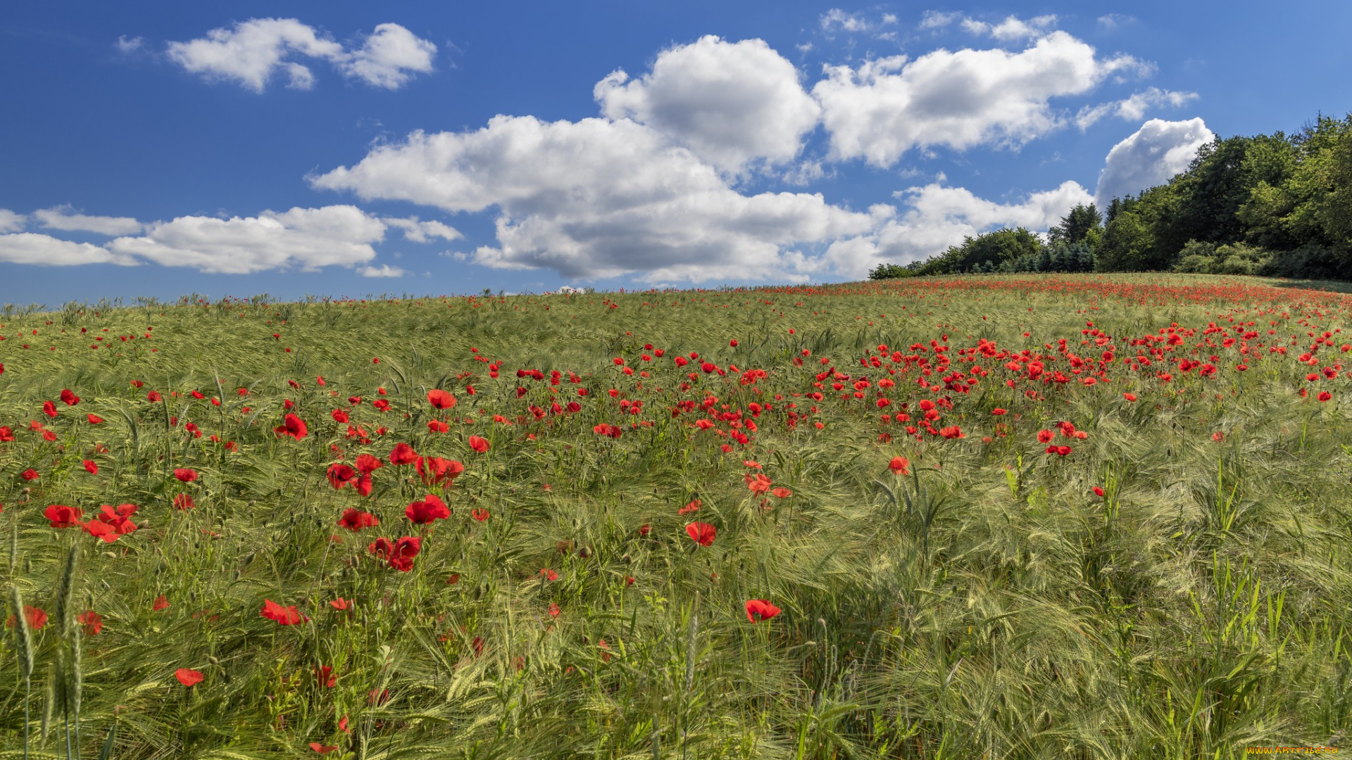 природа, луга, простор
