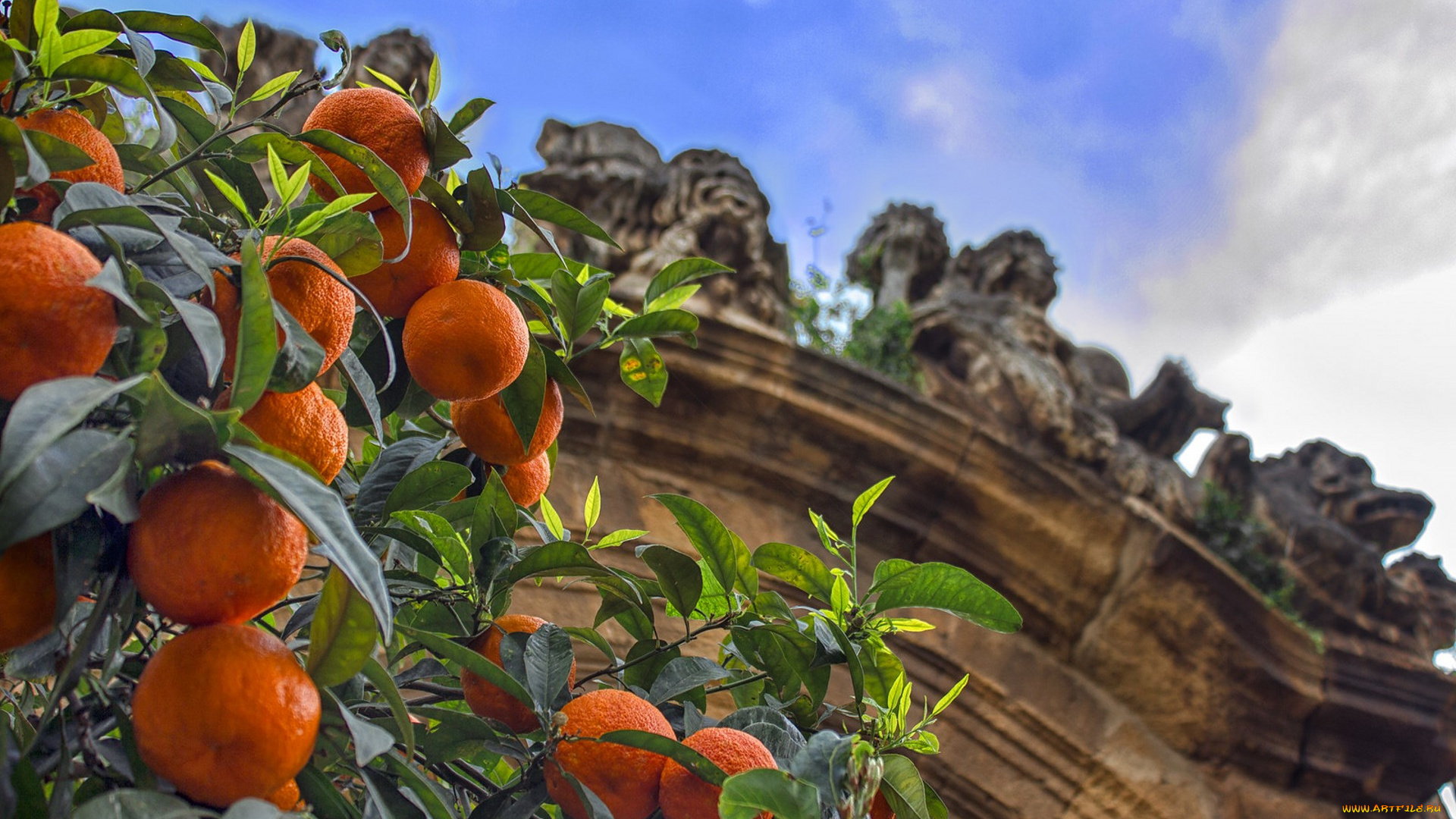 природа, плоды, простор