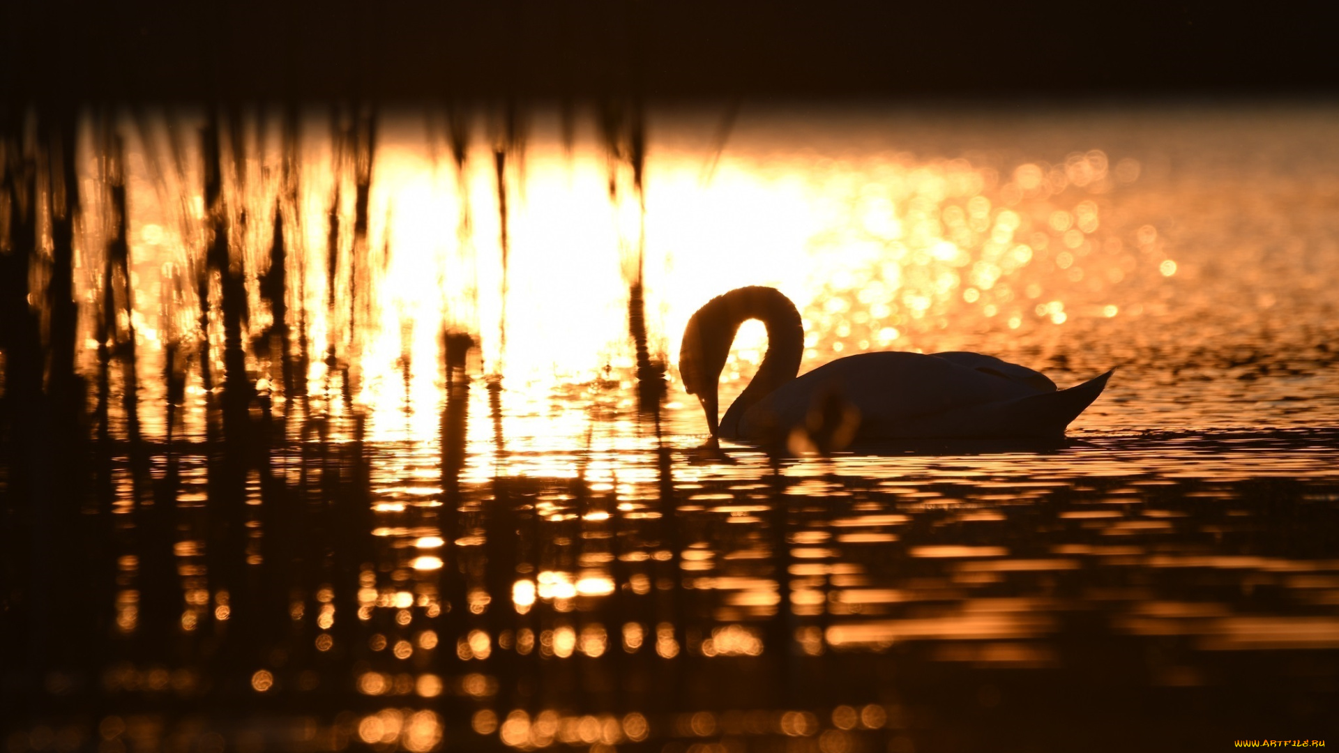 животные, лебеди, рябь, силуэт, блики, свет, водоём, солнце, грация