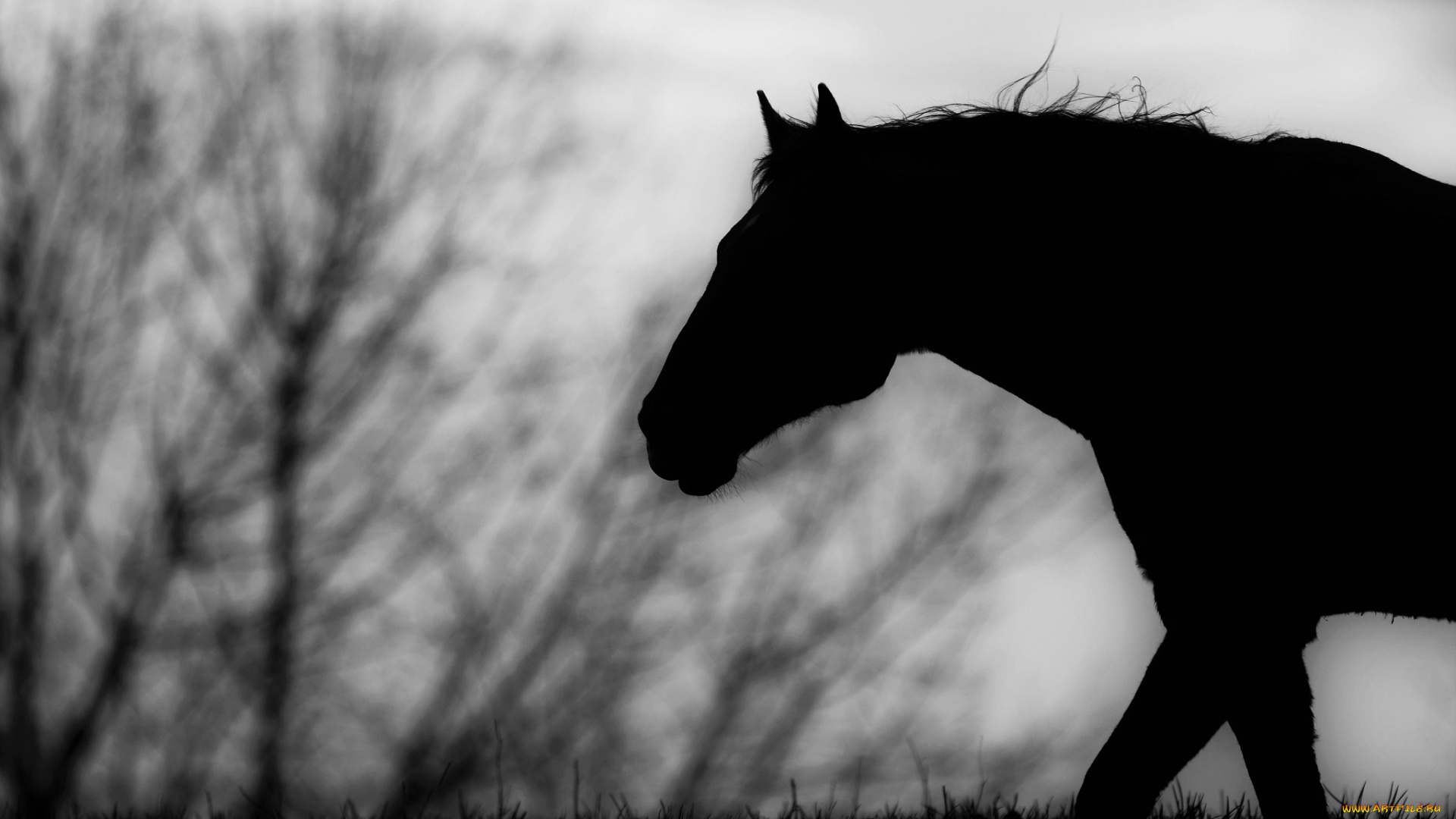 животные, лошади, чёрно-белое, профиль, конь, силуэт