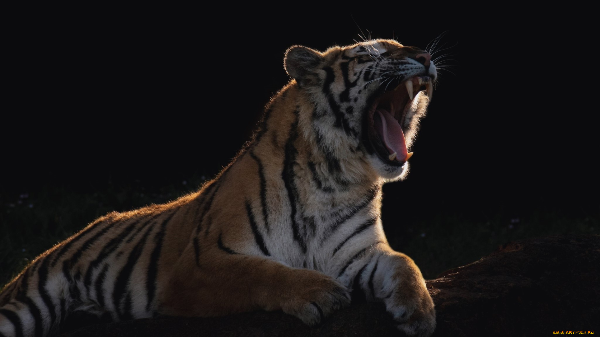 животные, тигры, пасть, зевает, свет, тень, шерсть, мех, полосатый, зверь, хищник, кошка, лапы, лежит, клыки