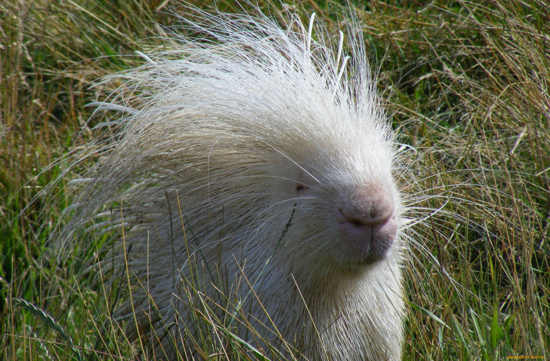 дикобраз, альбинос, животные, дикобразы, альбинос, дикобраз, колючий, дикобразовые, иглы, животное