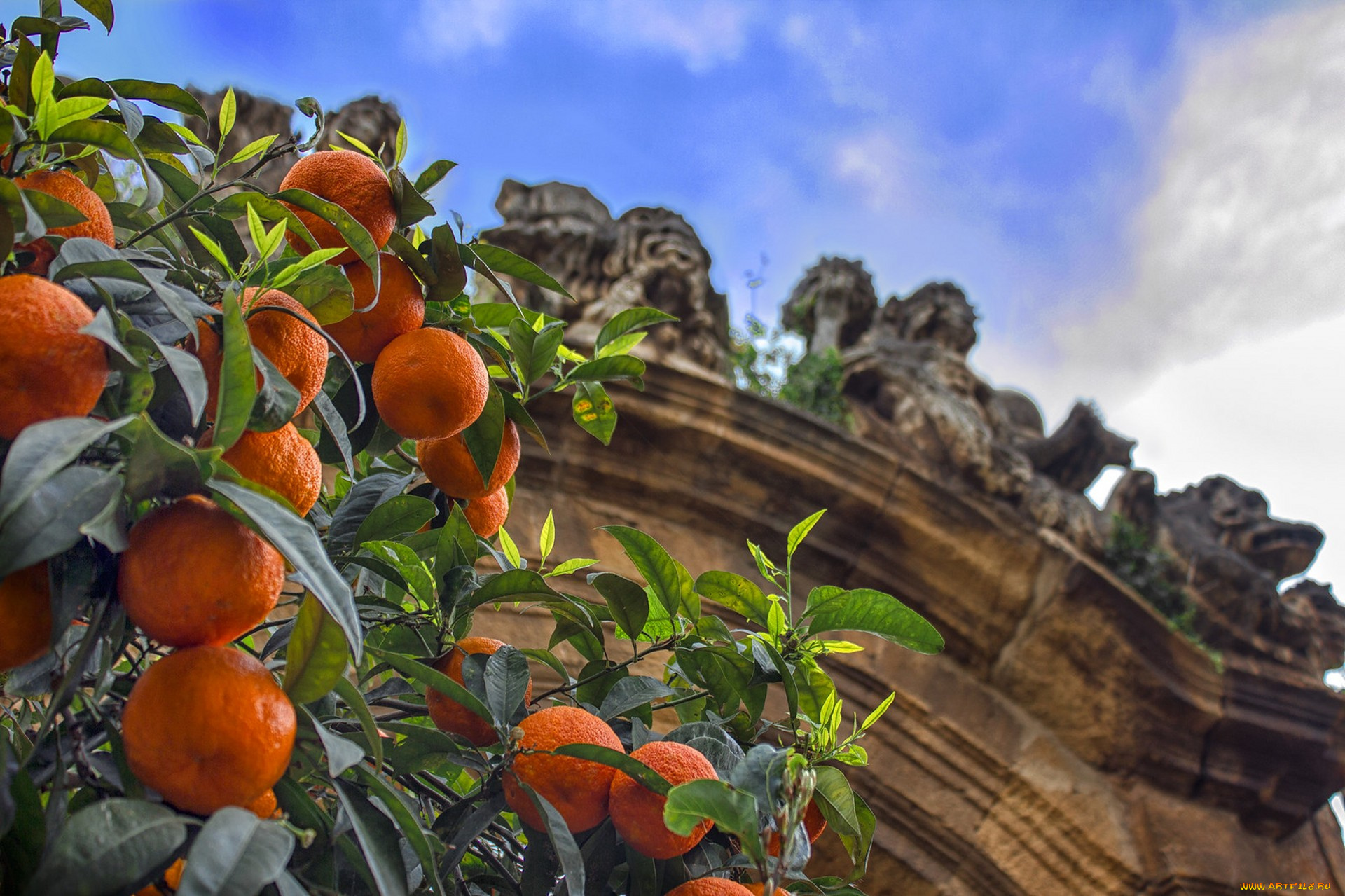 природа, плоды, простор