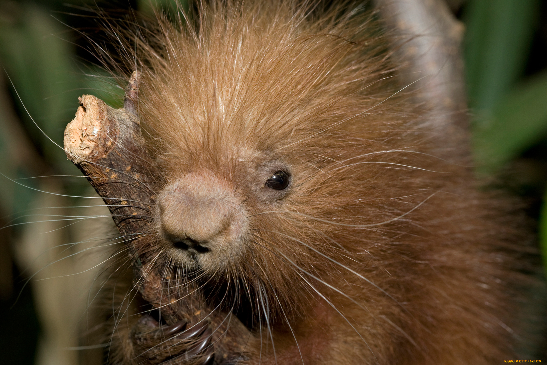 поркупин, животные, дикобразы, дикобразовые, колючий, иглы, животное, дикобраз