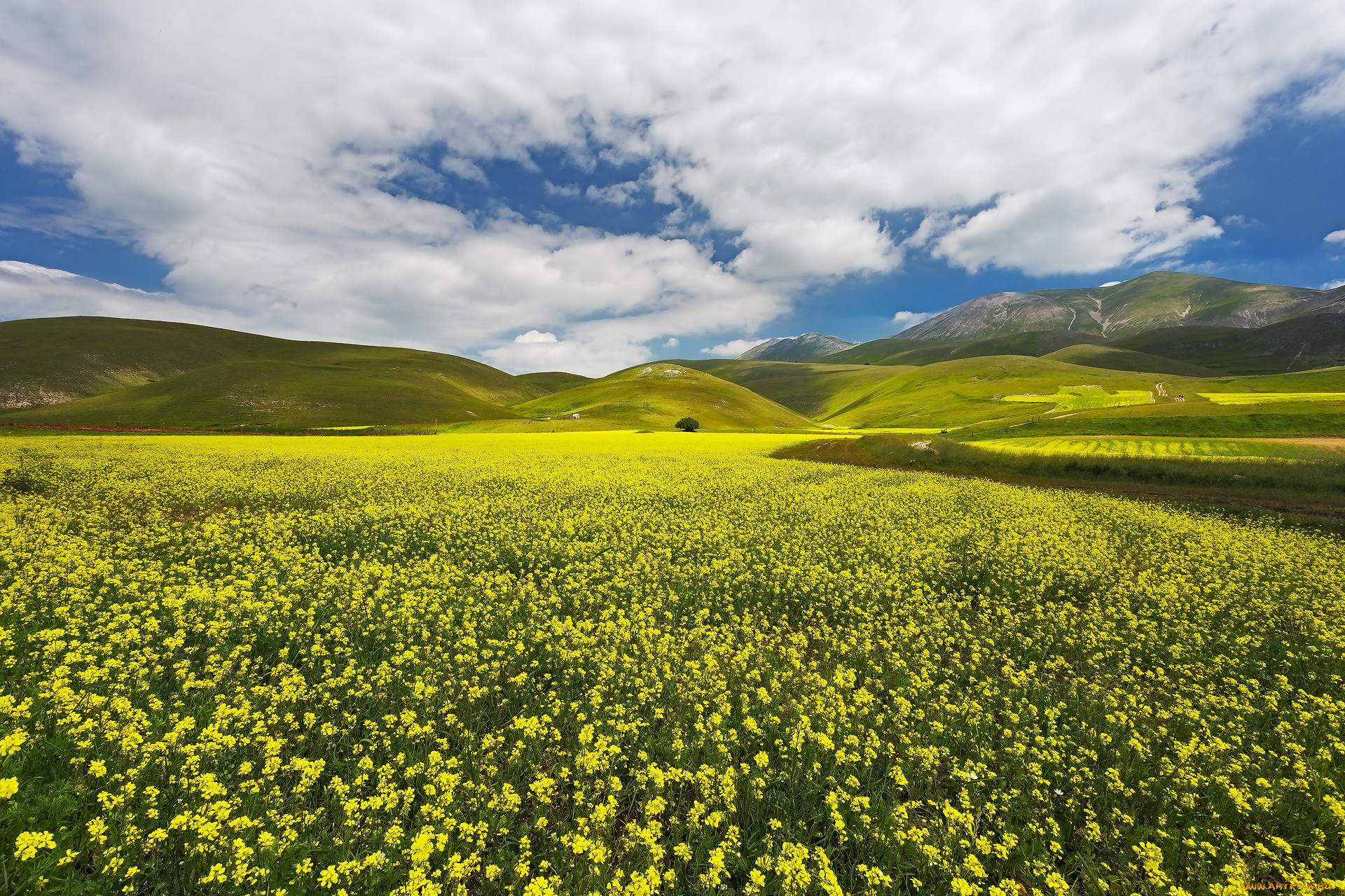 природа, луга, простор