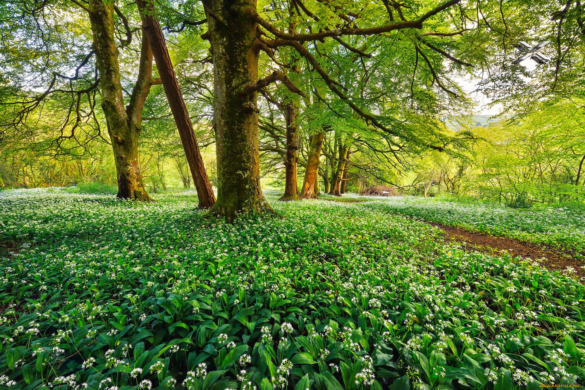 природа, лес, простор