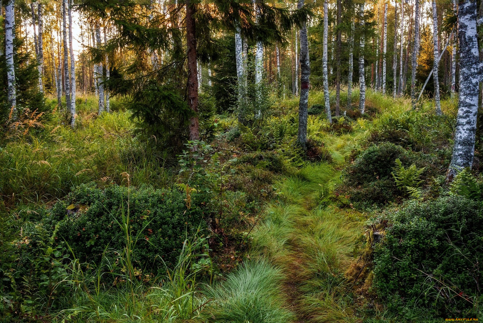 природа, лес, простор