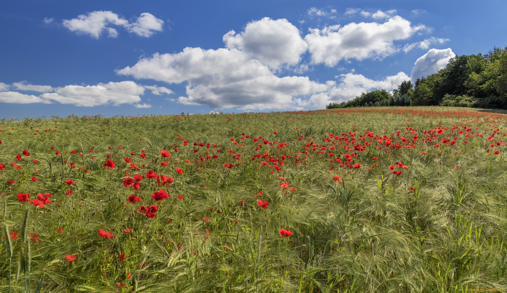 природа, луга, простор