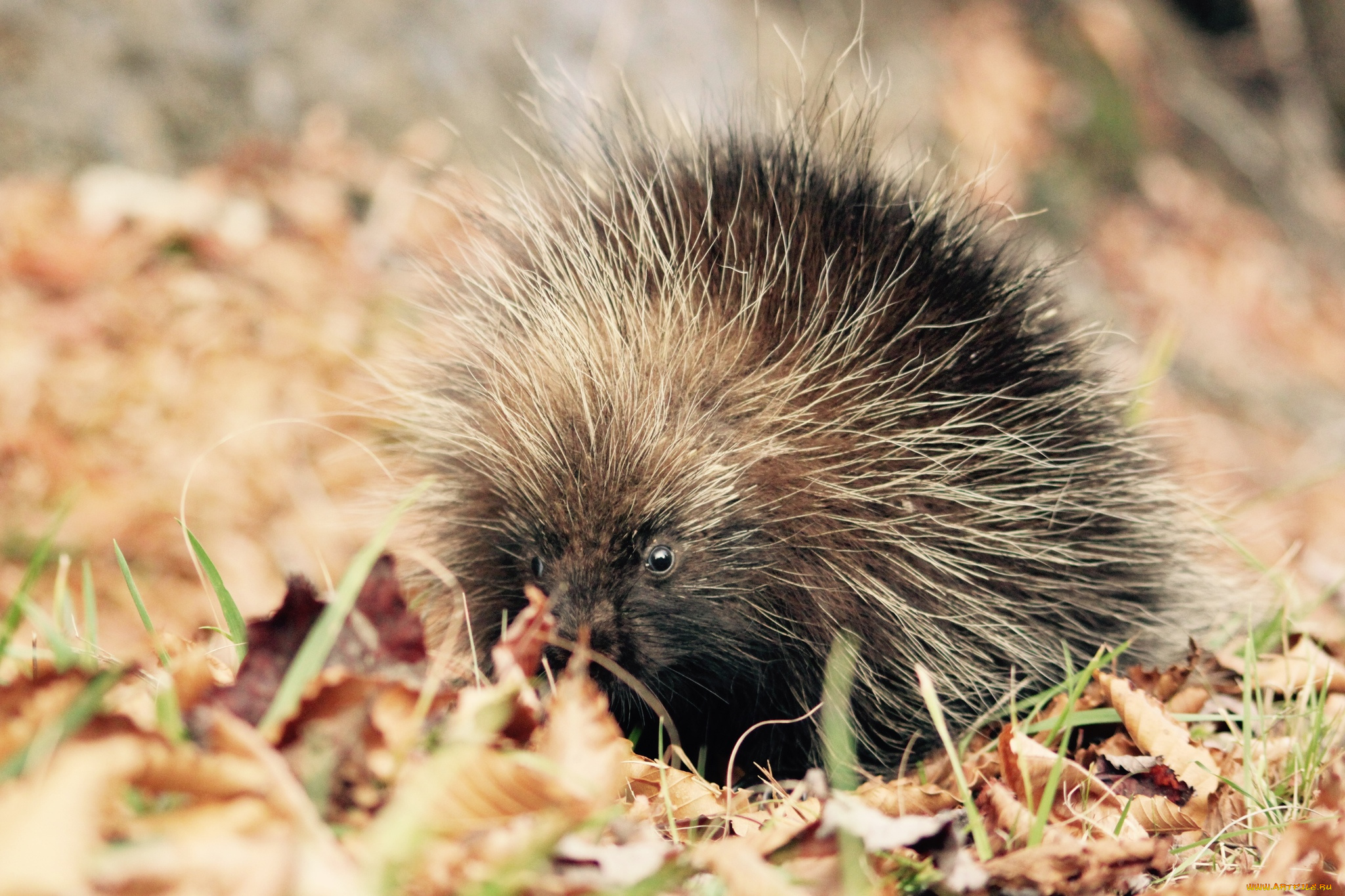 поркупин, животные, дикобразы, дикобразовые, колючий, иглы, животное, дикобраз