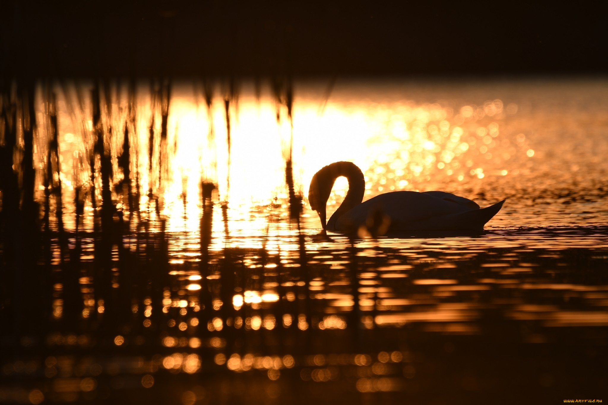 животные, лебеди, рябь, силуэт, блики, свет, водоём, солнце, грация