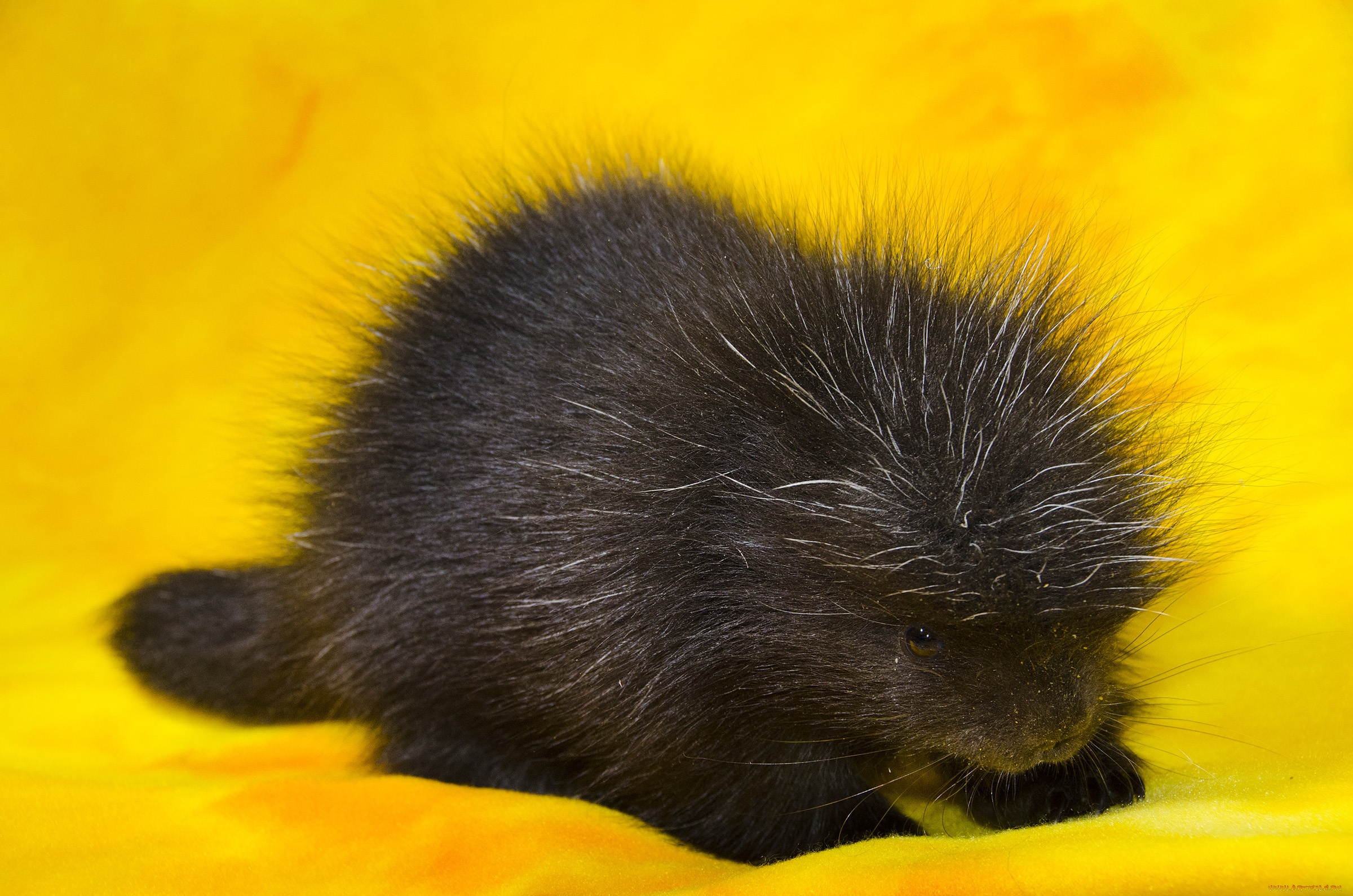 древесный, дикобраз, животные, дикобразы, дикобраз, древесный, животное, иглы, колючий, дикобразовые