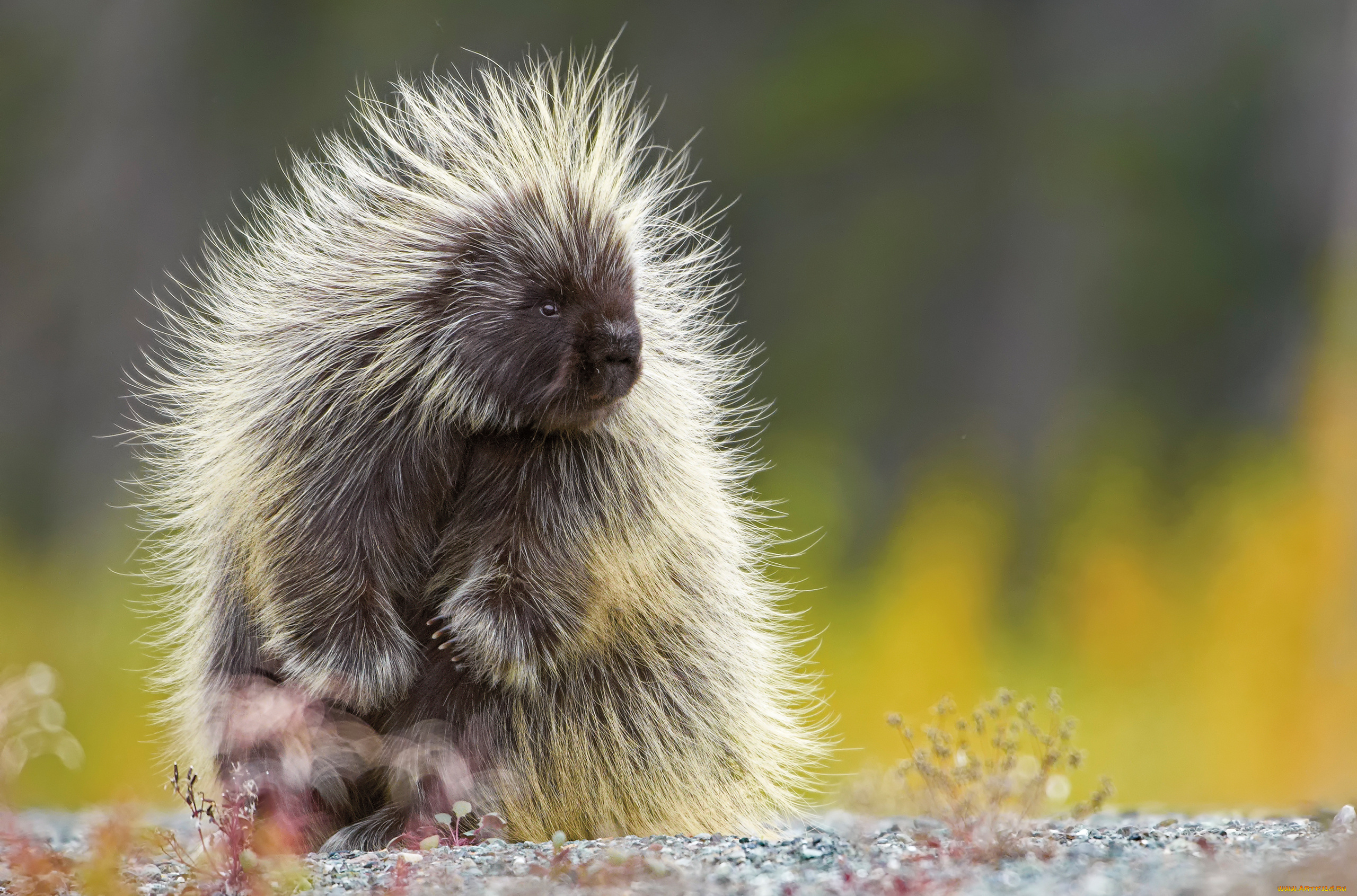 поркупин, животные, дикобразы, иглы, дикобразовые, колючий, животное, дикобраз