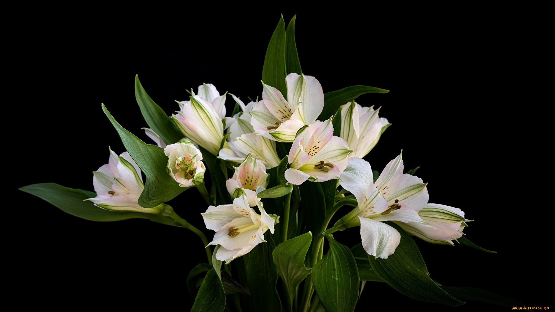 цветы, альстромерия, букет