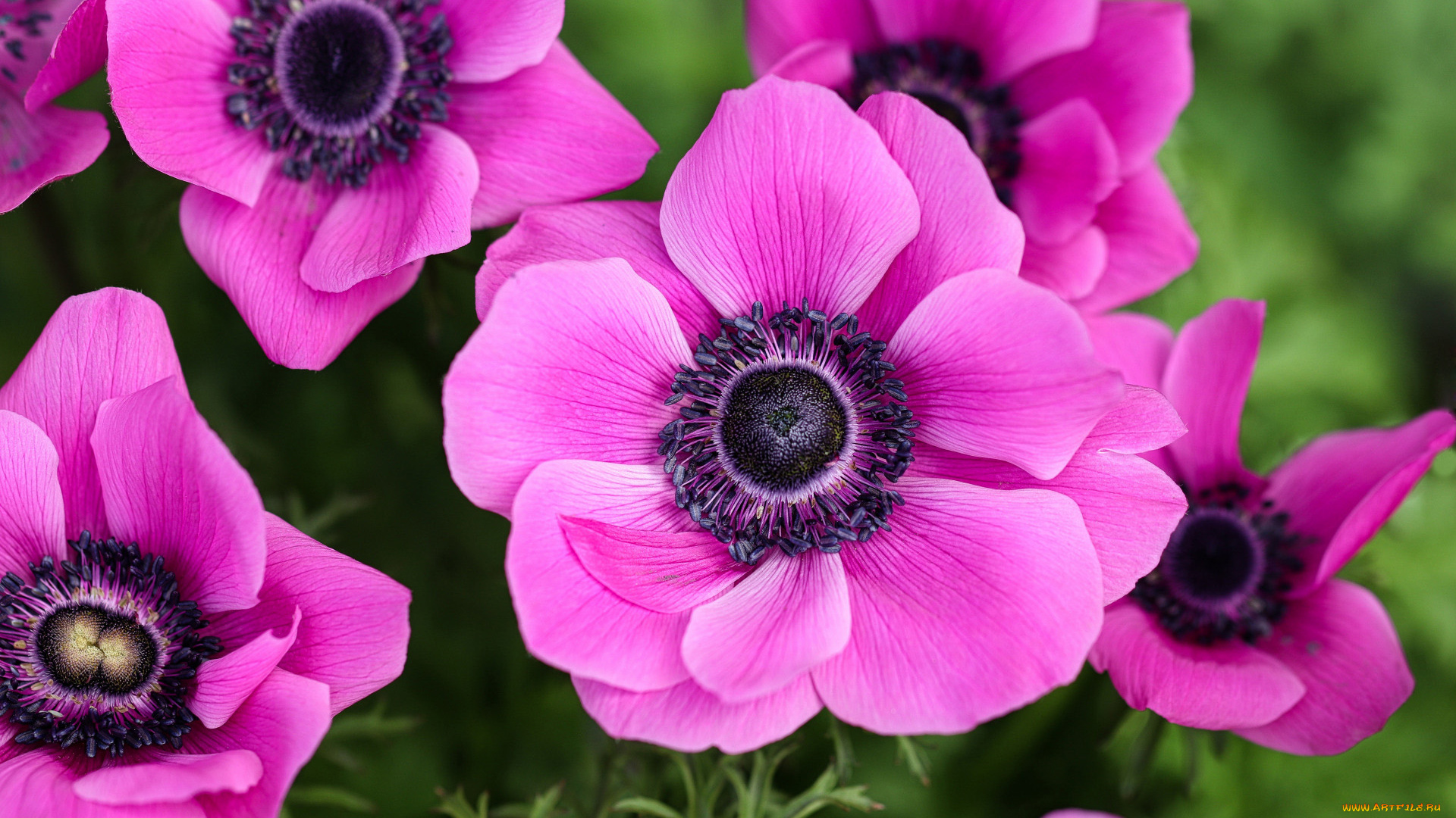 цветы, анемоны, , сон-трава, макро