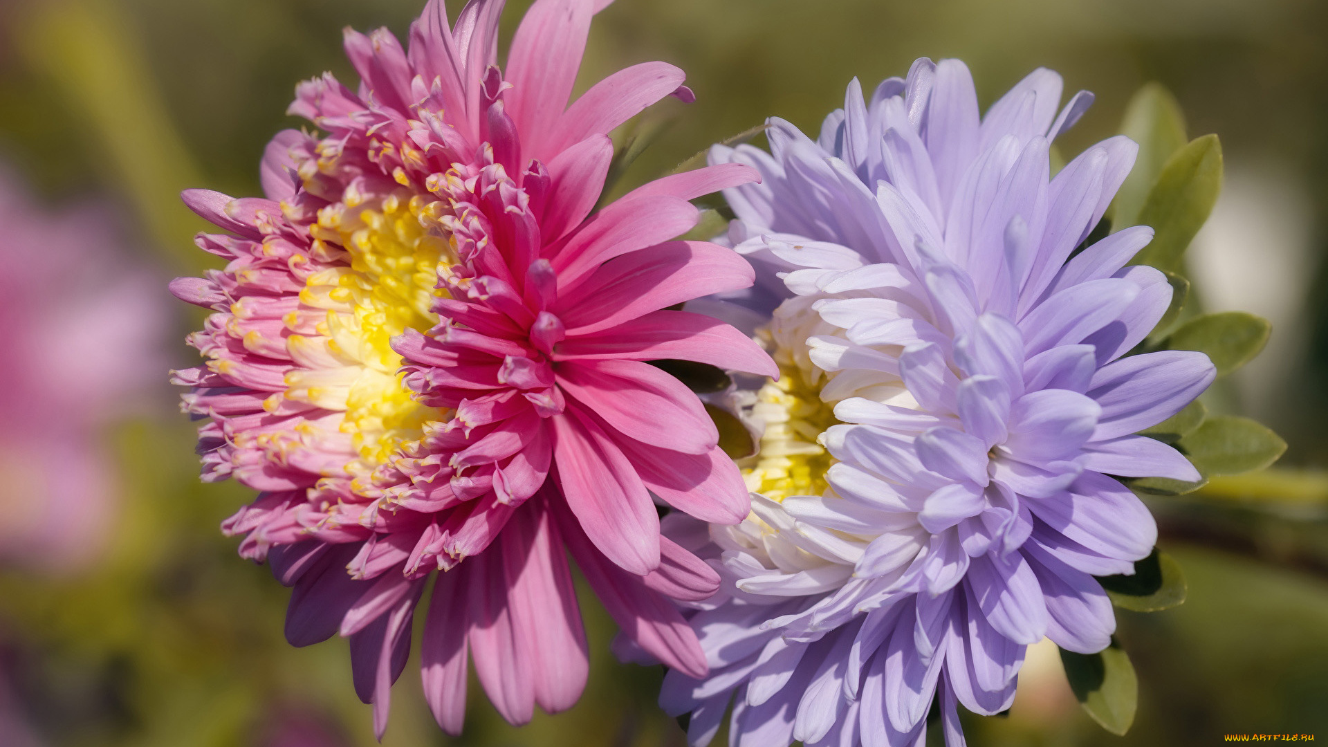 цветы, астры, дуэт