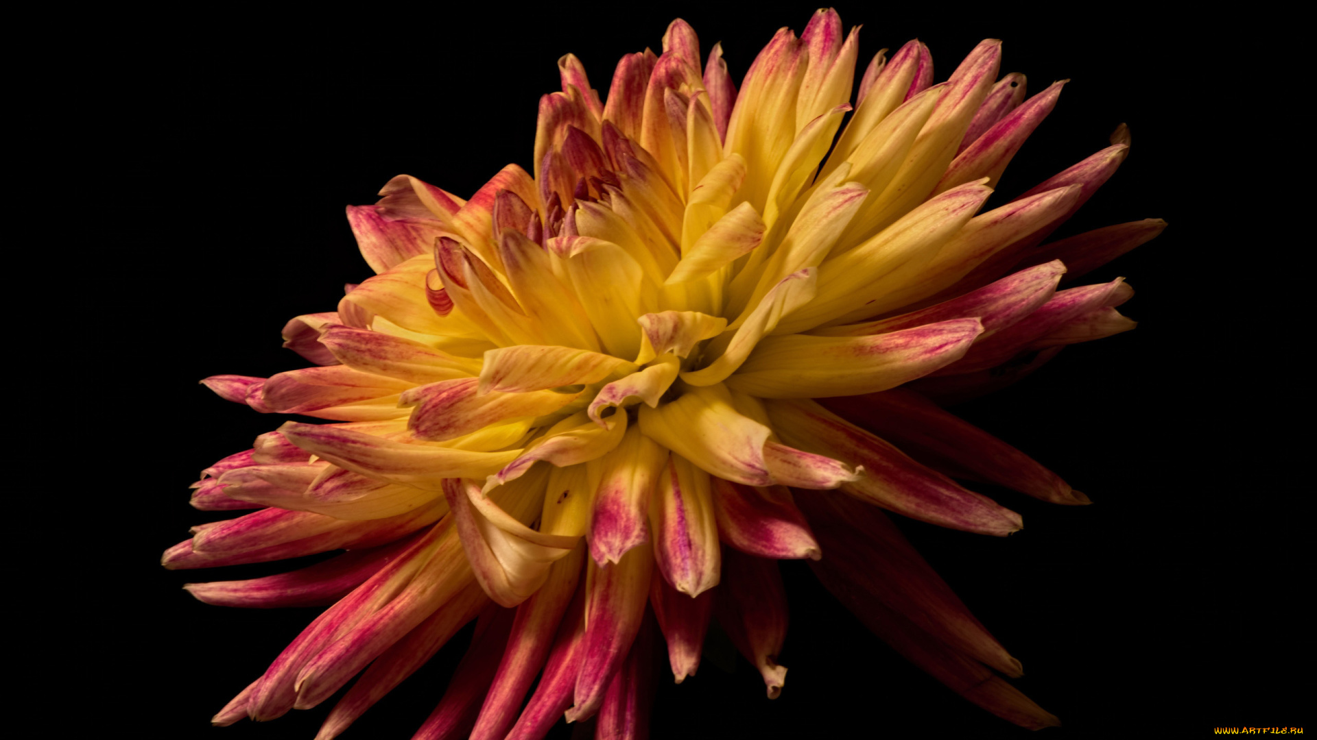 цветы, георгины, макро