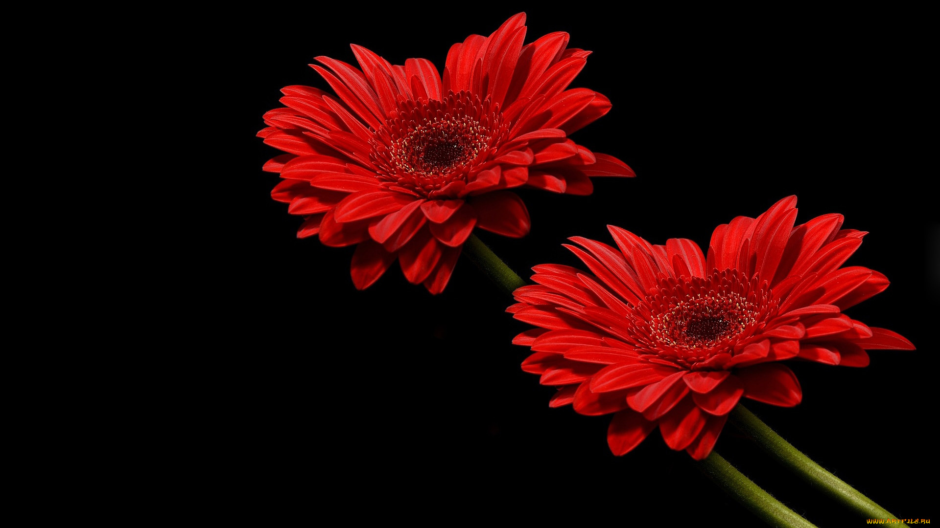 цветы, герберы, красные, дуэт