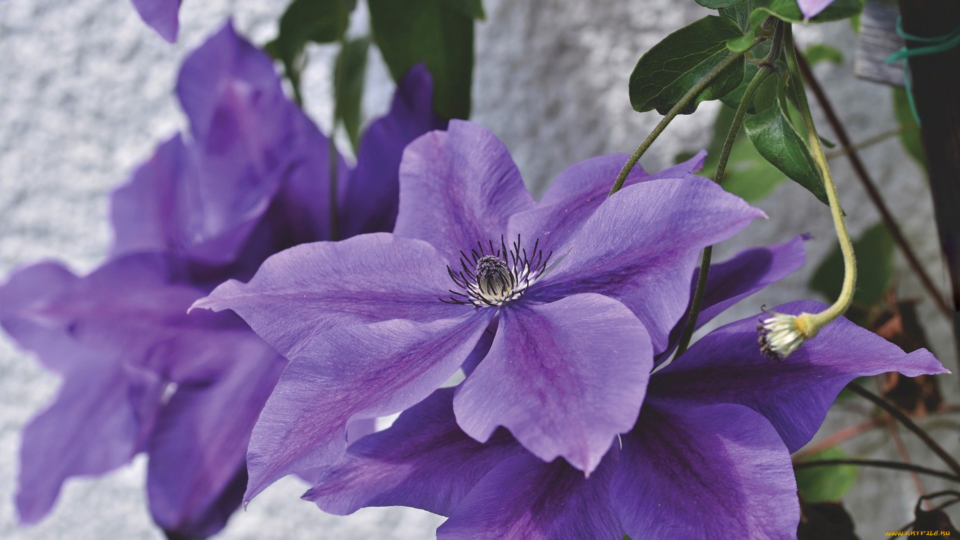 цветы, клематис, , ломонос, макро