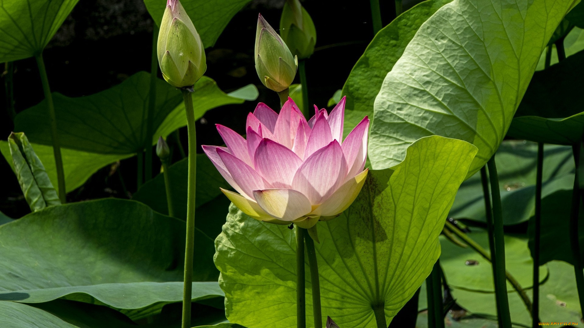 цветы, лотосы, листья, лотос, бутоны