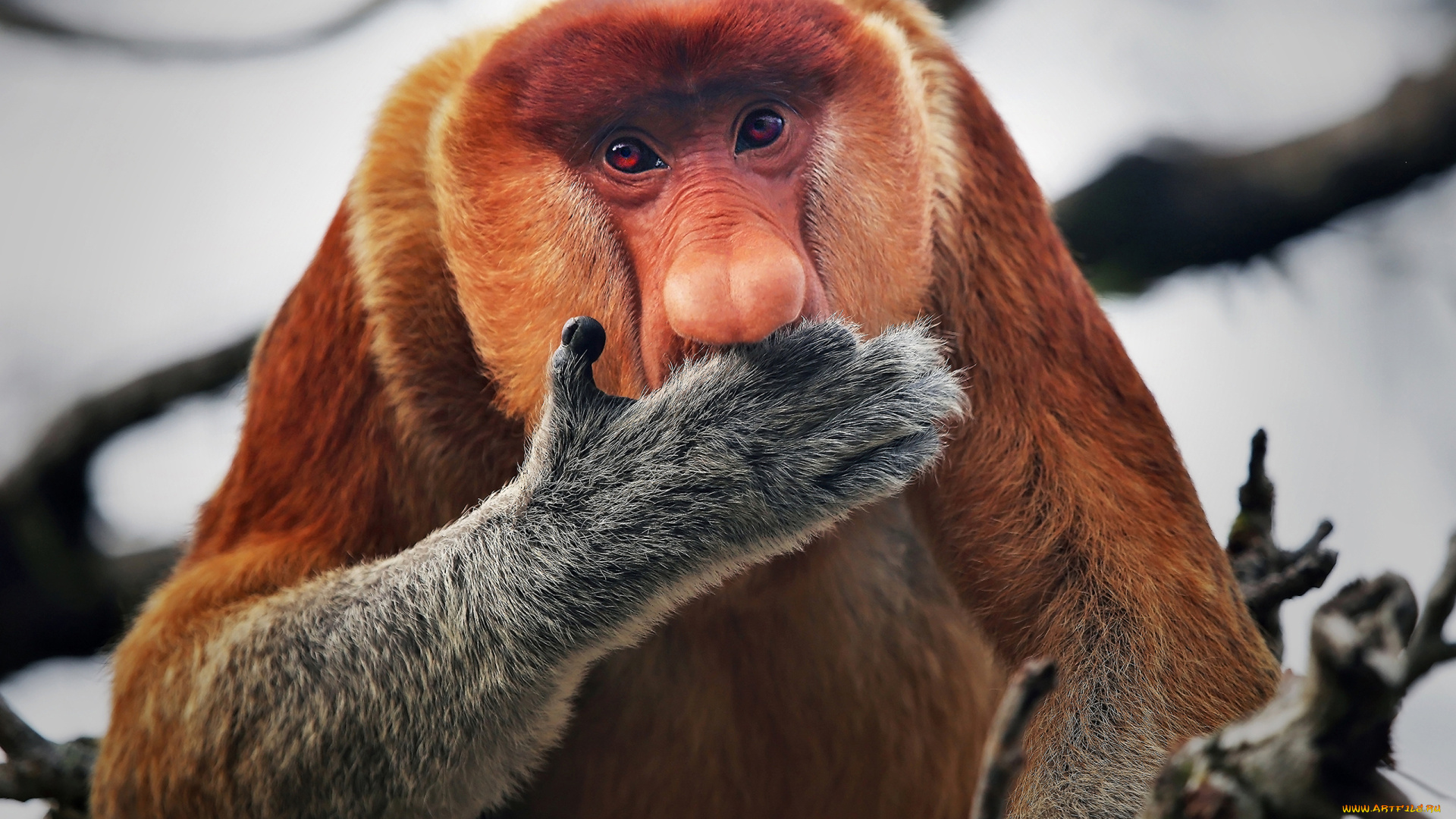 носач, животные, обезьяны, обезьяна, приматы, мартышковые, млекопитающие